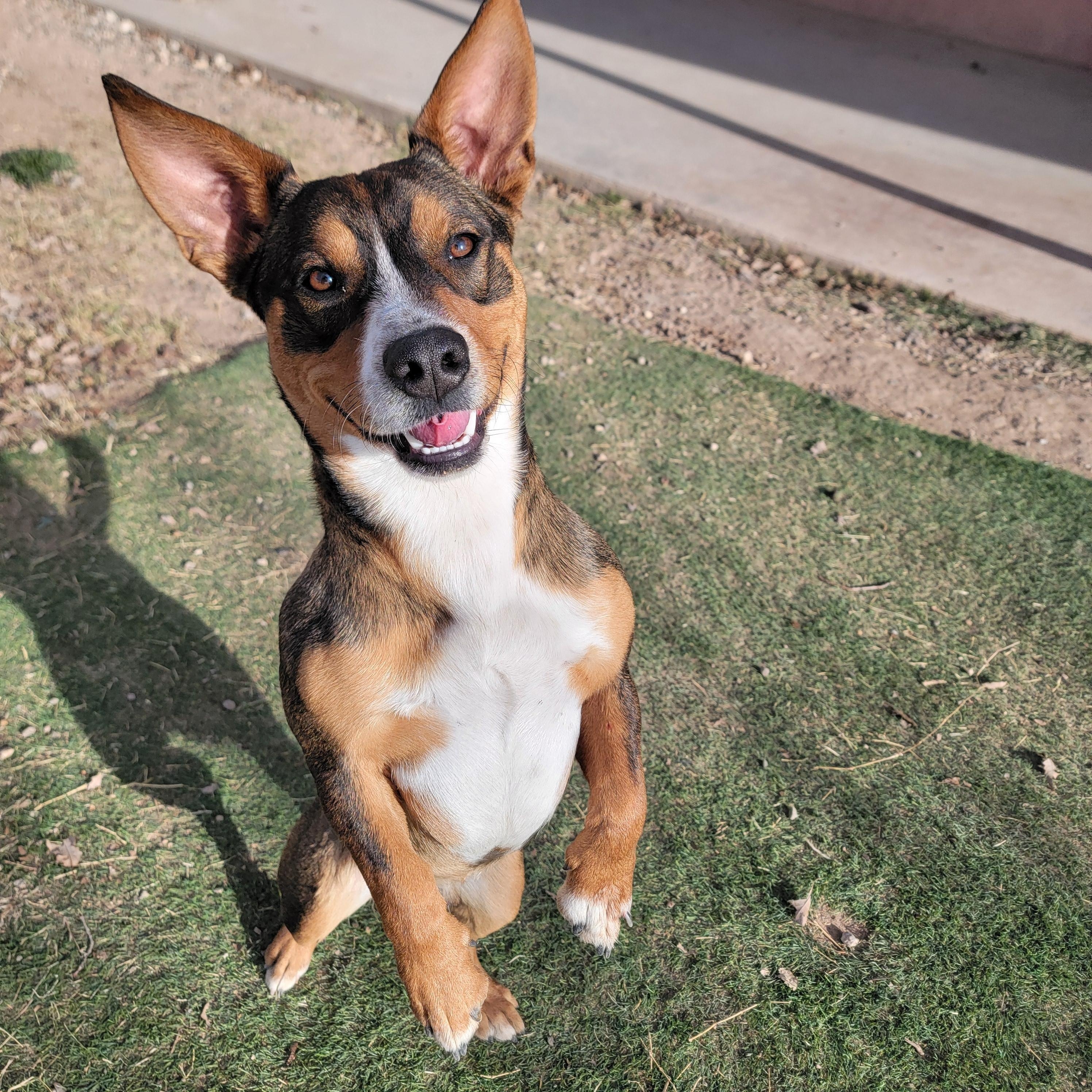 Enlarge Gremlin, an adopted mixed breed in ALPINE, TX image 4/5