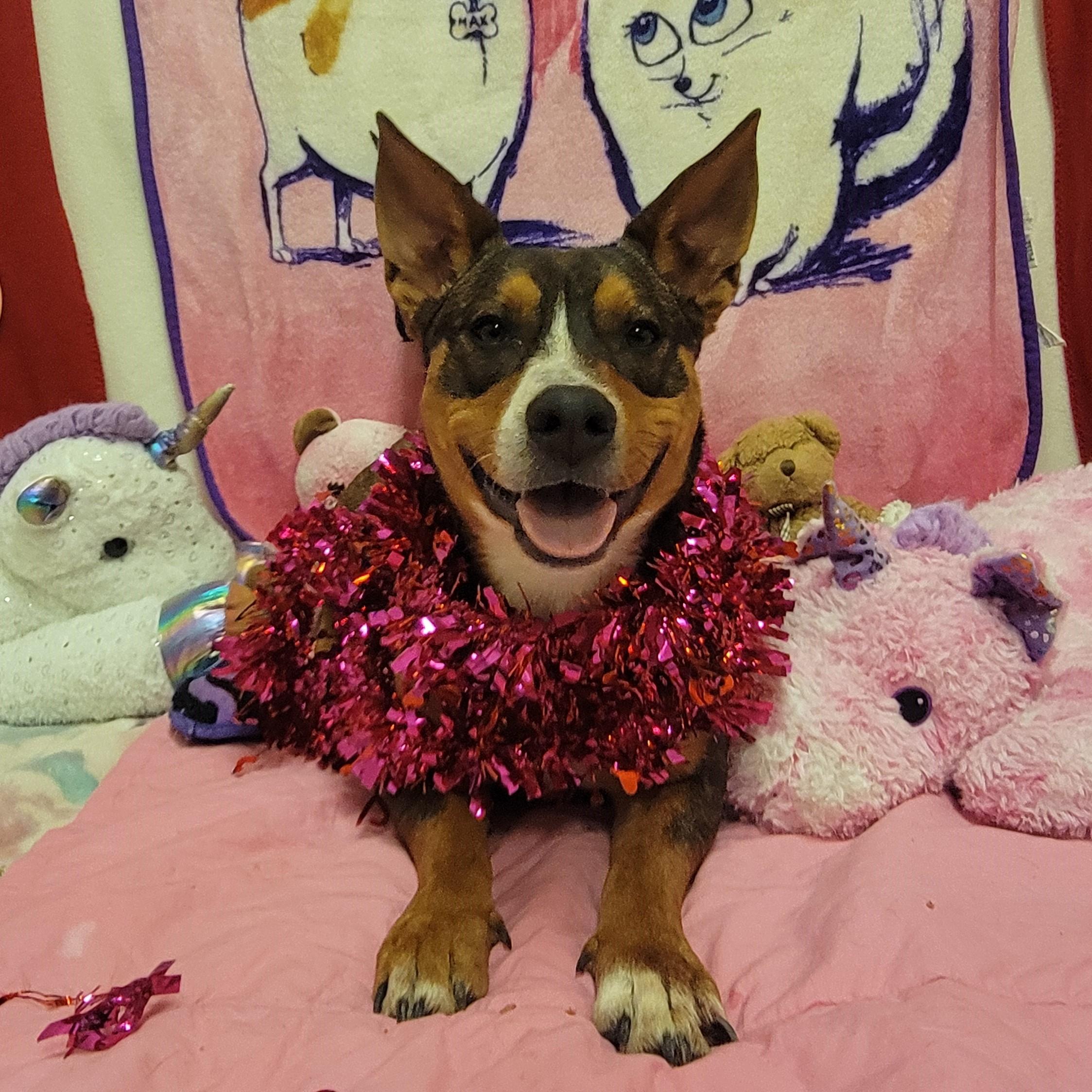 Gremlin, adopted, Adult Male Mixed Breed.