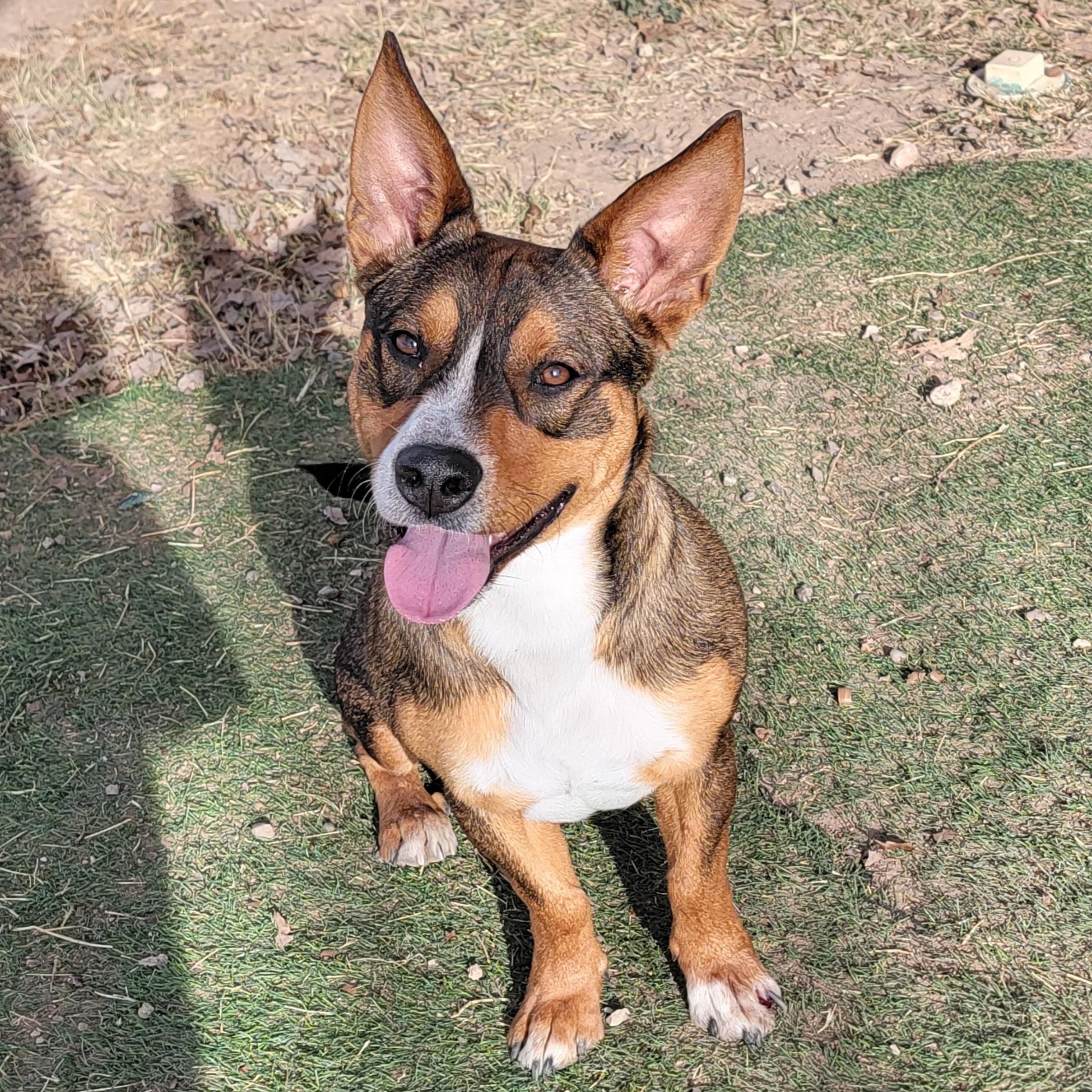 Enlarge Gremlin, an adopted mixed breed in ALPINE, TX image 5/5