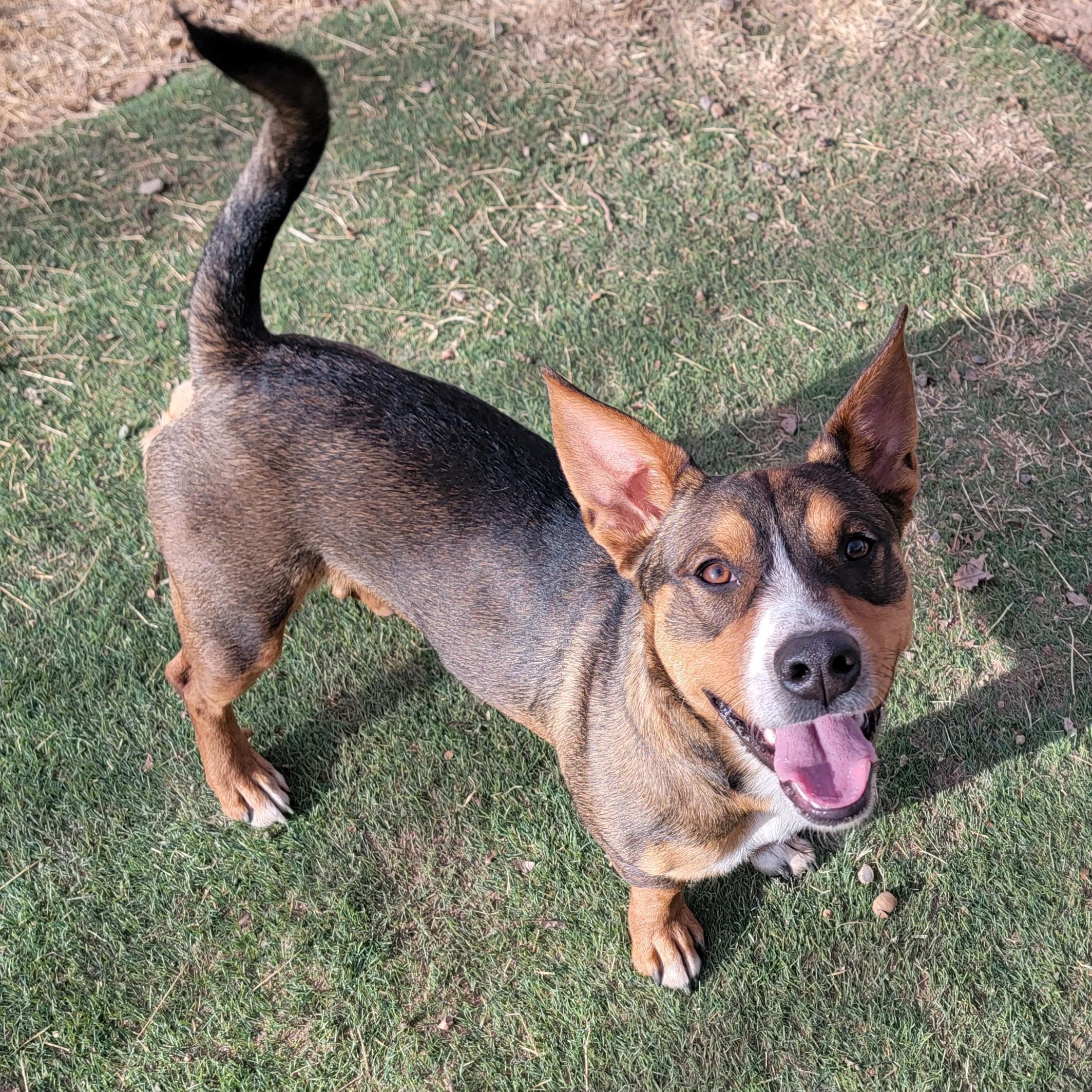 Enlarge Gremlin, an adopted mixed breed in ALPINE, TX image 3/5