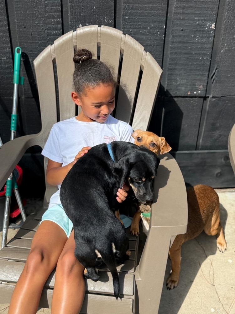Oso #A-143396 🇨🇦, Adoptable, Adult Male Chihuahua & Dachshund.