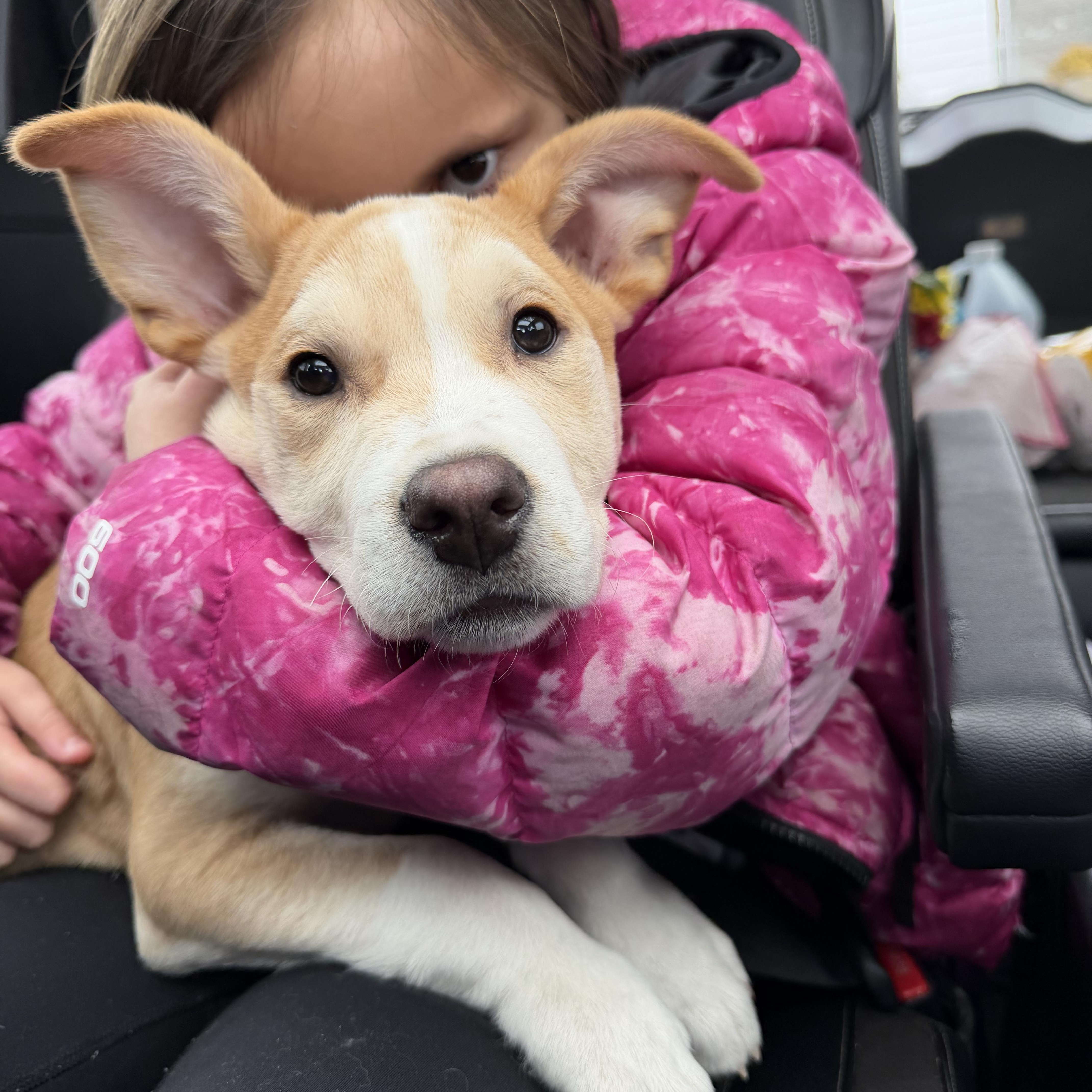 Enlarge Trouble, a Adoptable mixed breed in Copiague, NY image 2/5