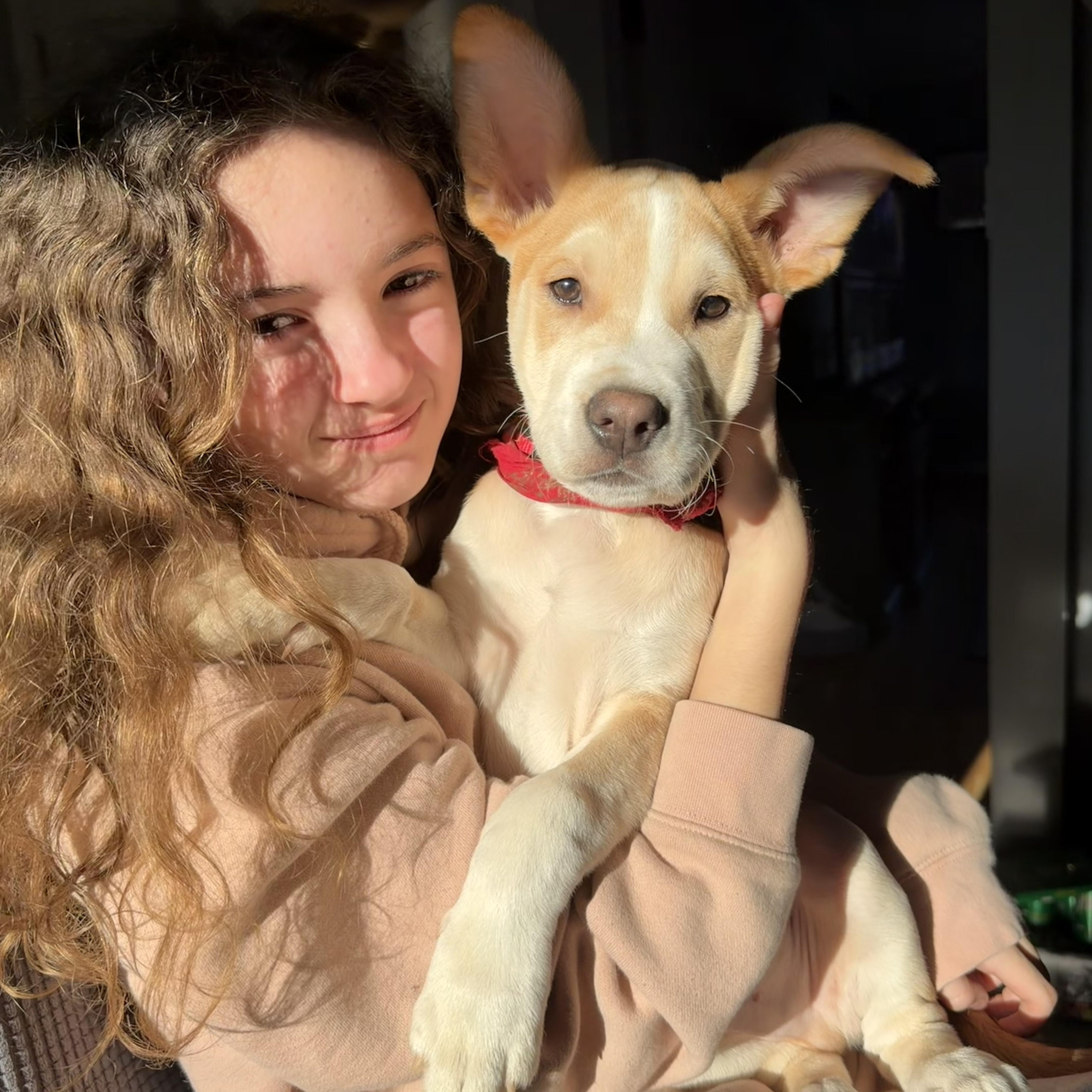 Enlarge Trouble, a Adoptable mixed breed in Copiague, NY image 5/5