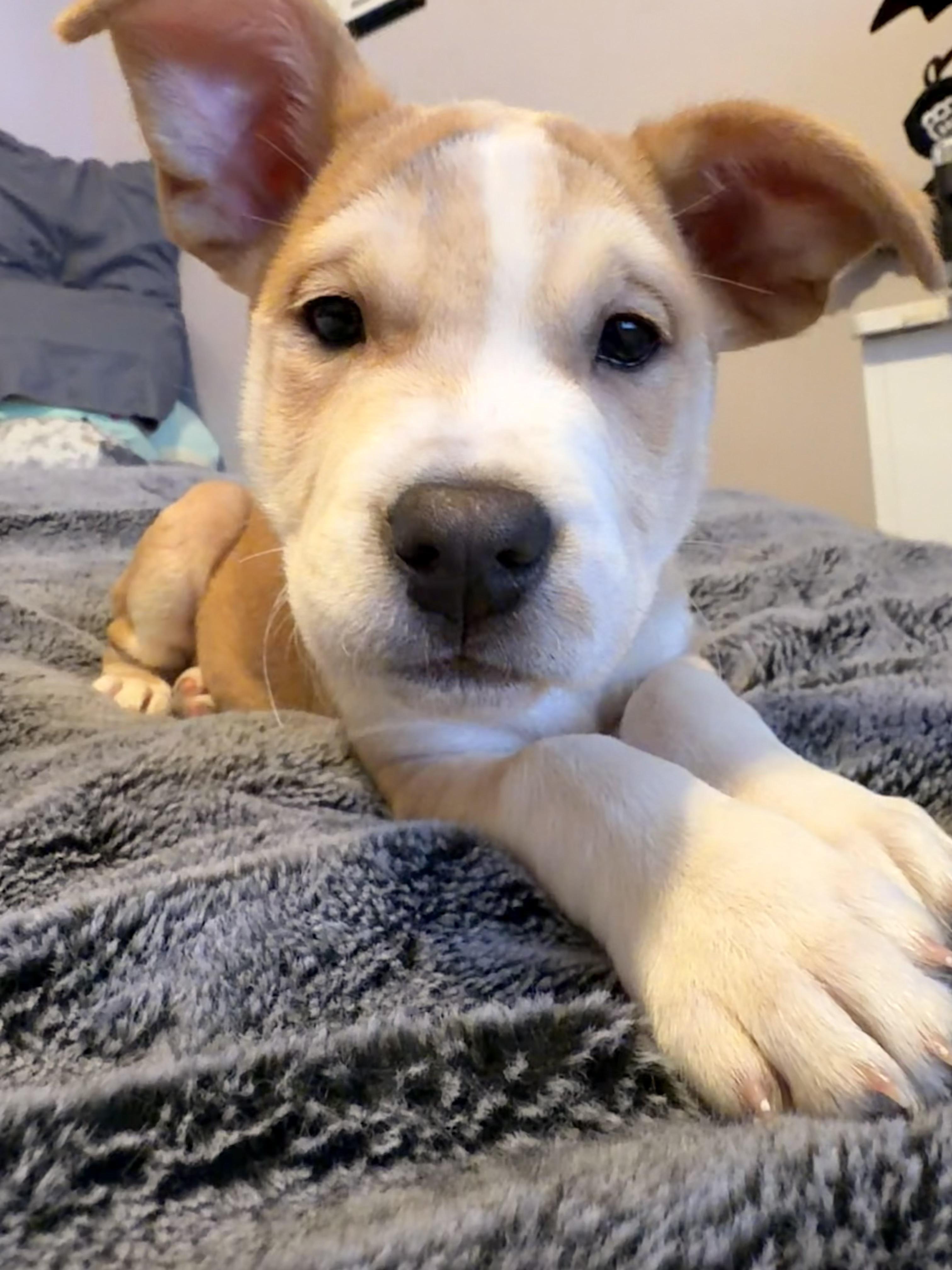 Enlarge Trouble, a Adoptable mixed breed in Copiague, NY image 3/5