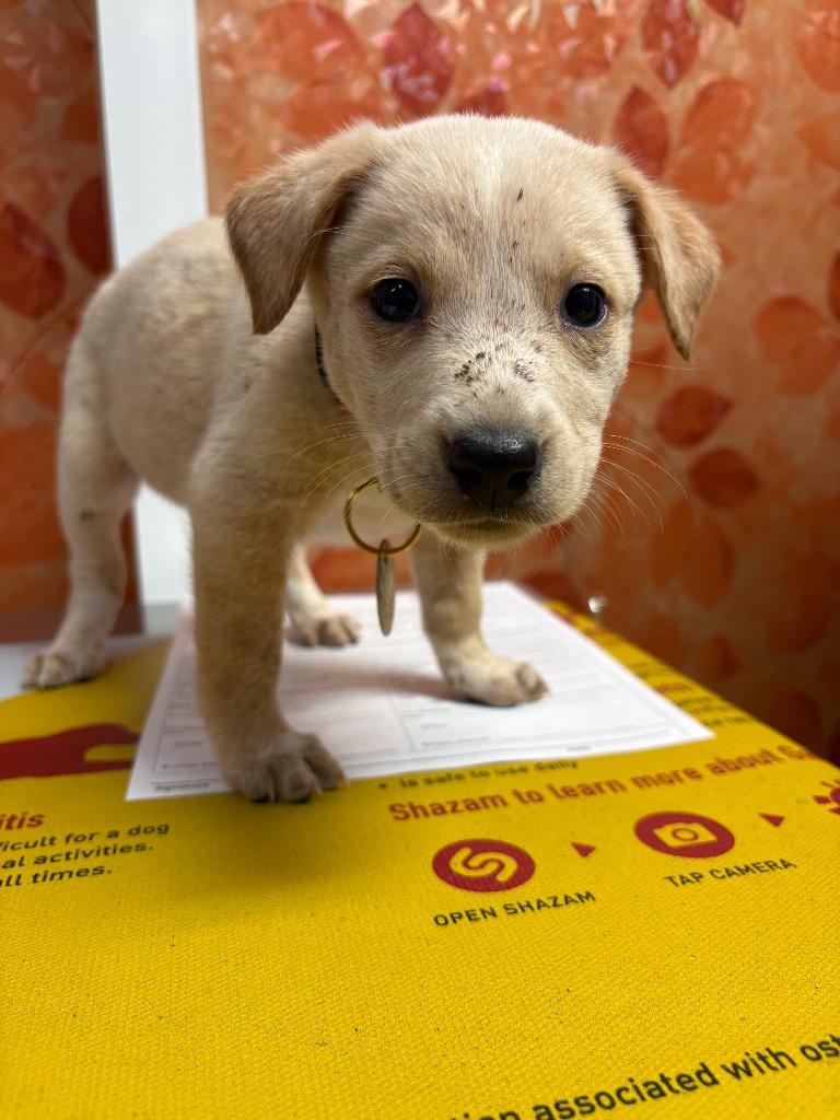 Enlarge Pistil, a Adoptable mixed breed in Reno, NV image 2/4