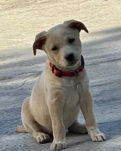 Enlarge Pistil, a Adoptable mixed breed in Reno, NV image 3/4