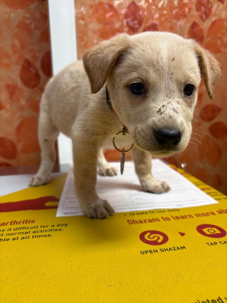 Enlarge Pistil, a Adoptable mixed breed in Reno, NV image 4/4