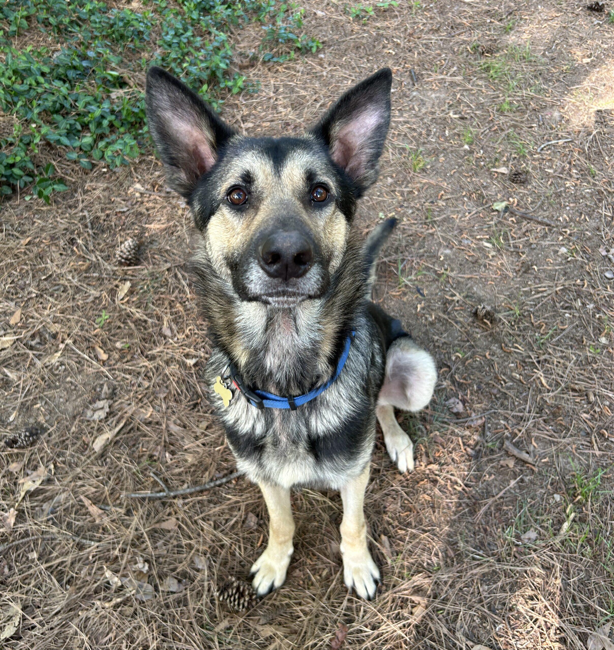Journey, Adoptable, Young Male German Shepherd Dog.