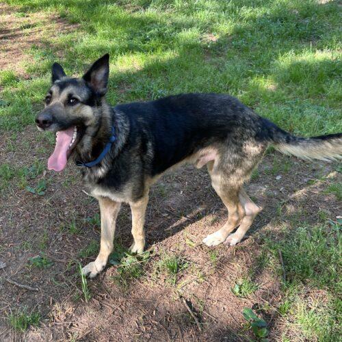 Journey, Adoptable, Young Male German Shepherd Dog.