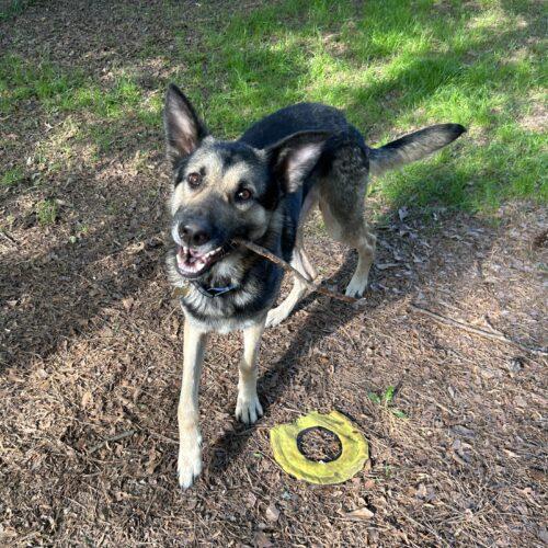 Enlarge Journey, a Adoptable German Shepherd Dog in Raleigh, NC image 2/3