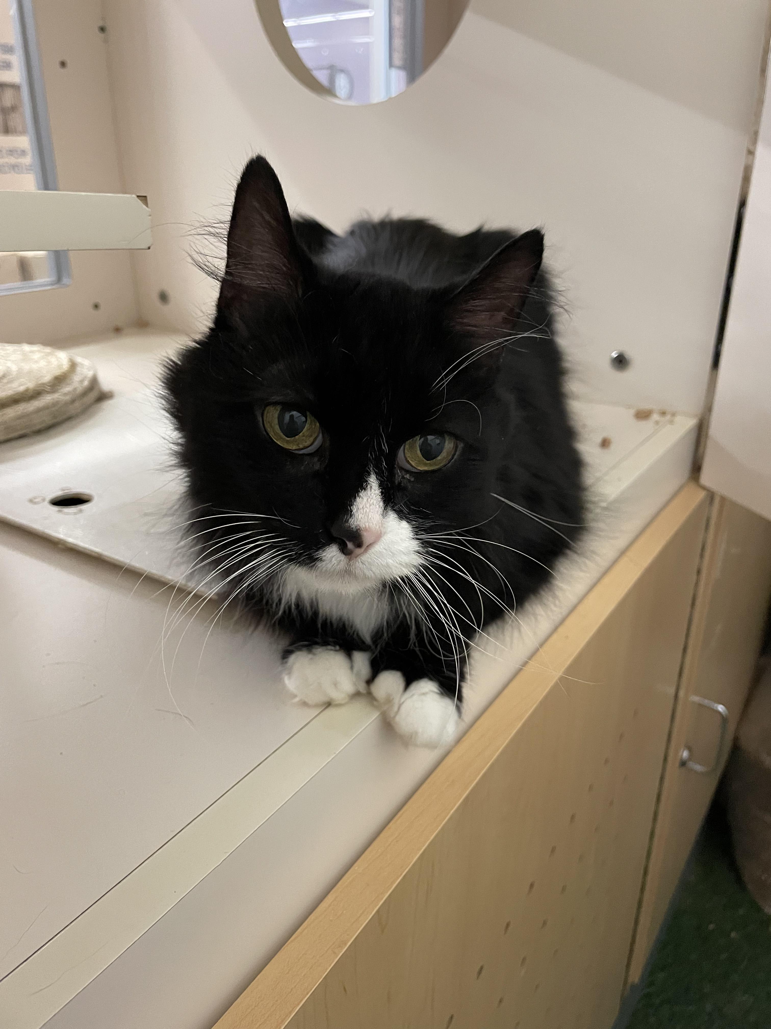Kit, Senior Male unknown