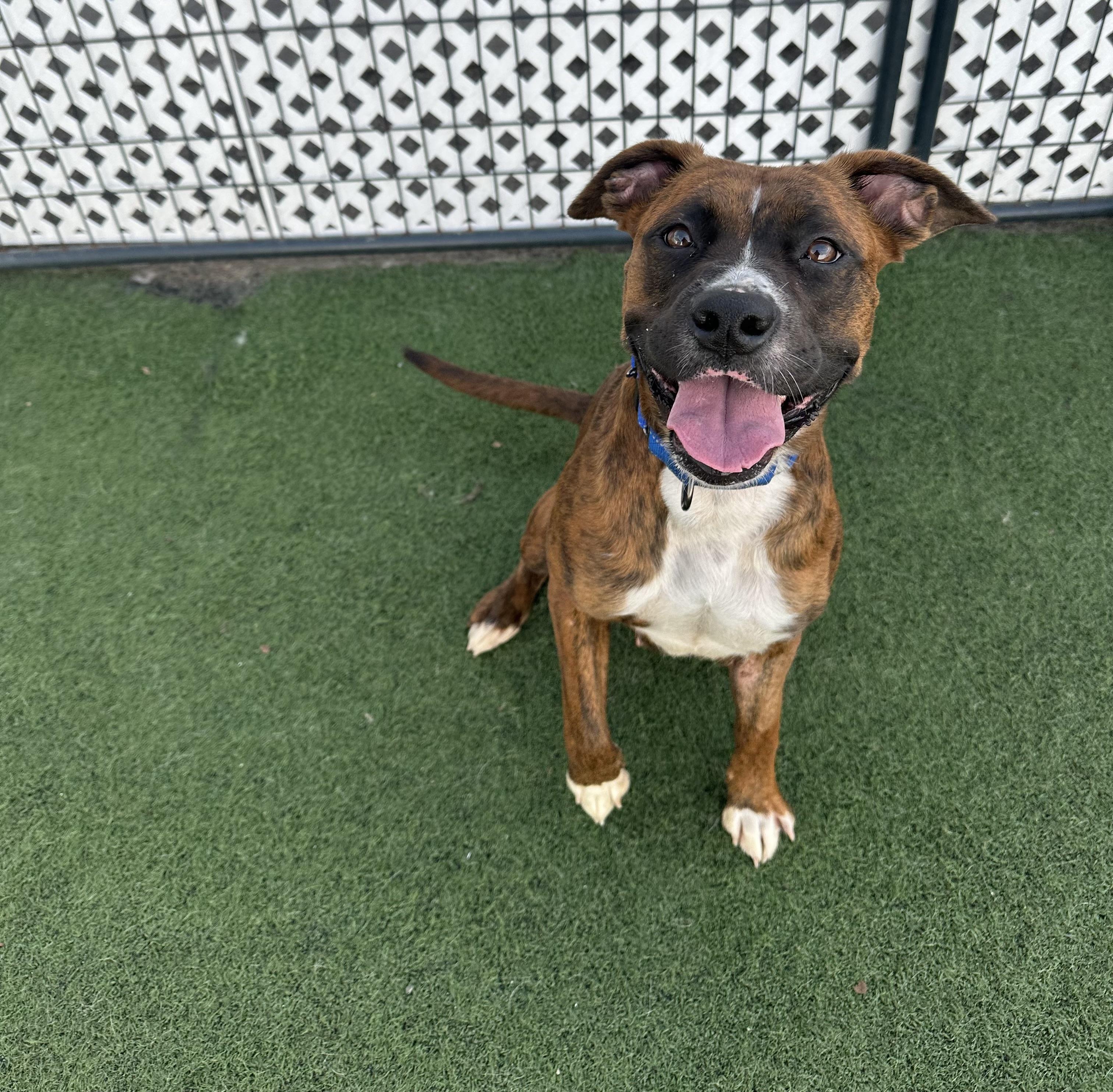 Enlarge Haven , a ADOPTABLE mixed breed in MYRTLE BEACH, SC image 1/2