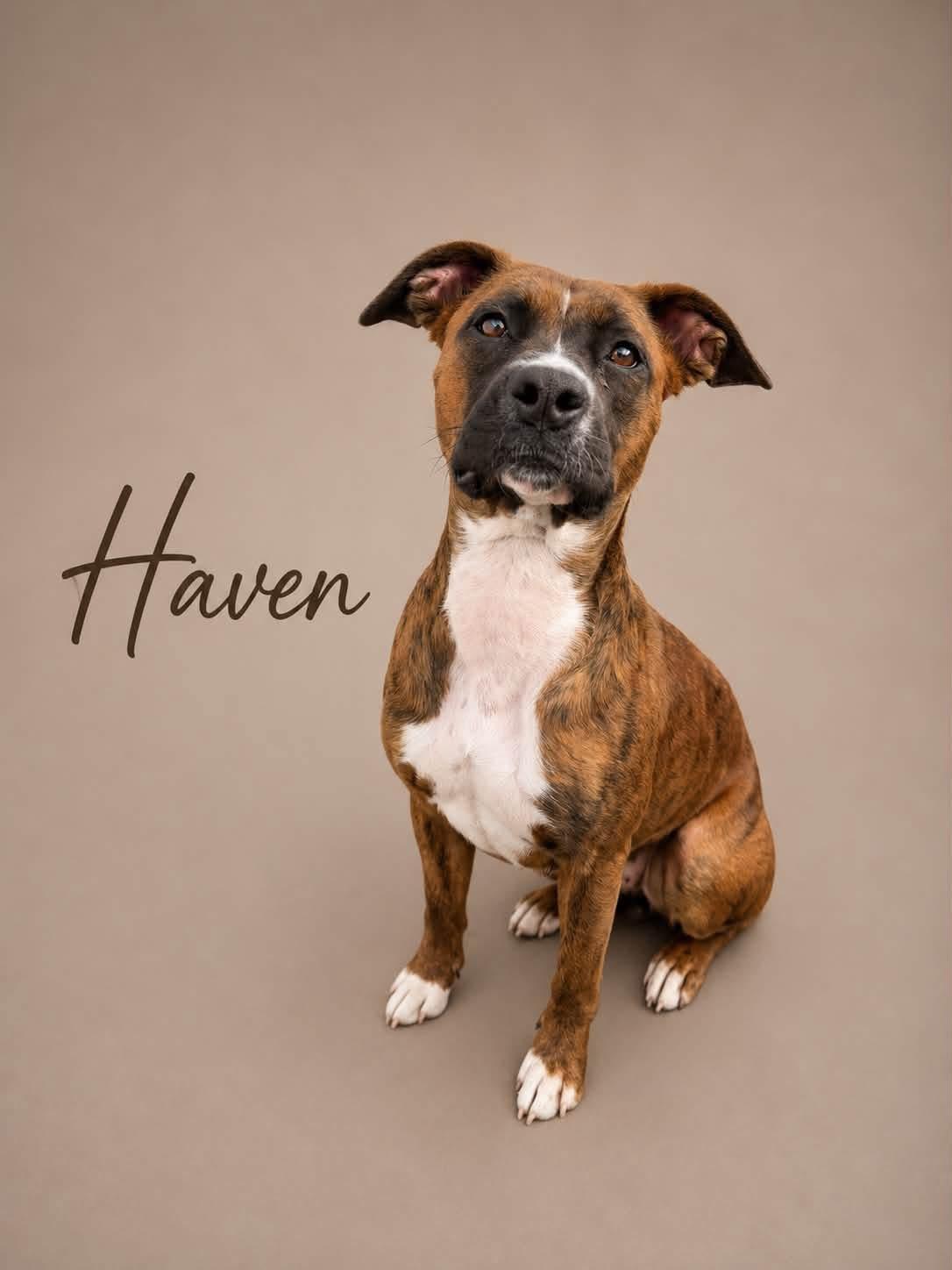 Enlarge Haven , a Adoptable mixed breed in MYRTLE BEACH, SC image 1/1