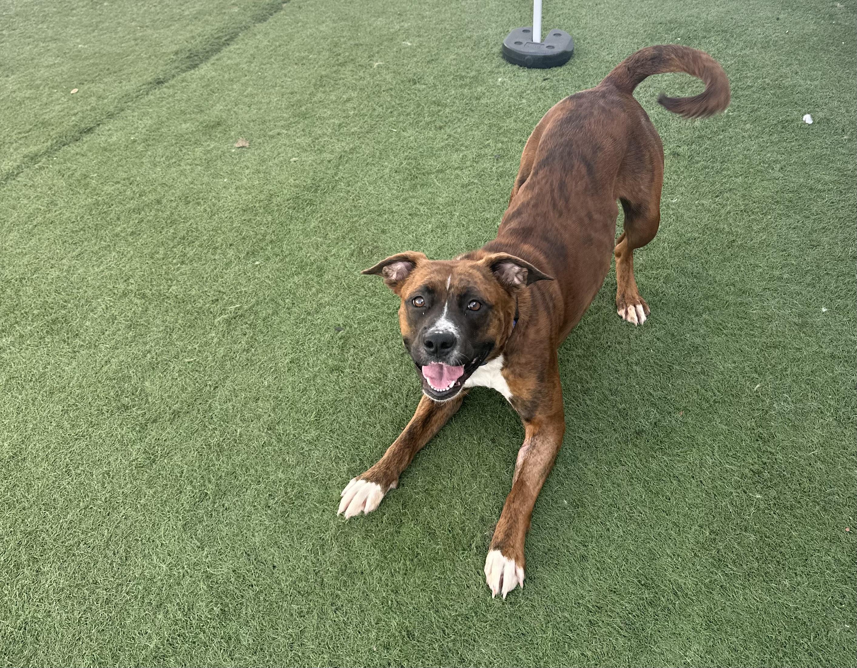 Enlarge Haven , a ADOPTABLE mixed breed in MYRTLE BEACH, SC image 2/2
