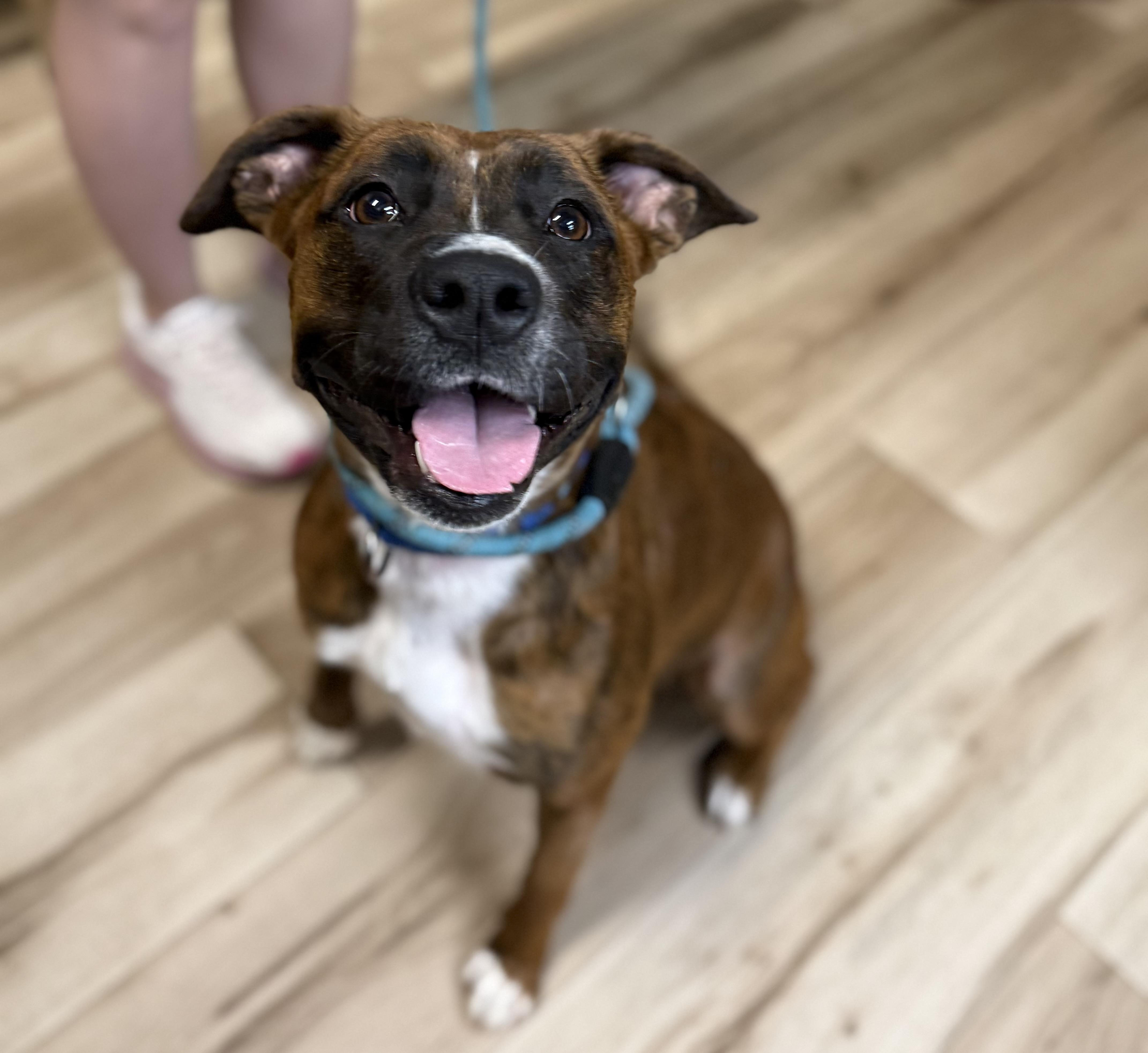 Enlarge Haven , a ADOPTABLE mixed breed in MYRTLE BEACH, SC image 1/1