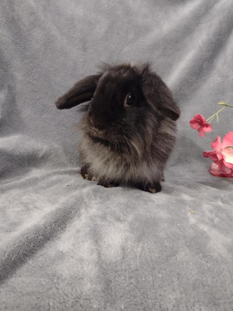 Enlarge Bonita, an adopted mixed breed in Plymouth, MI image 3/4