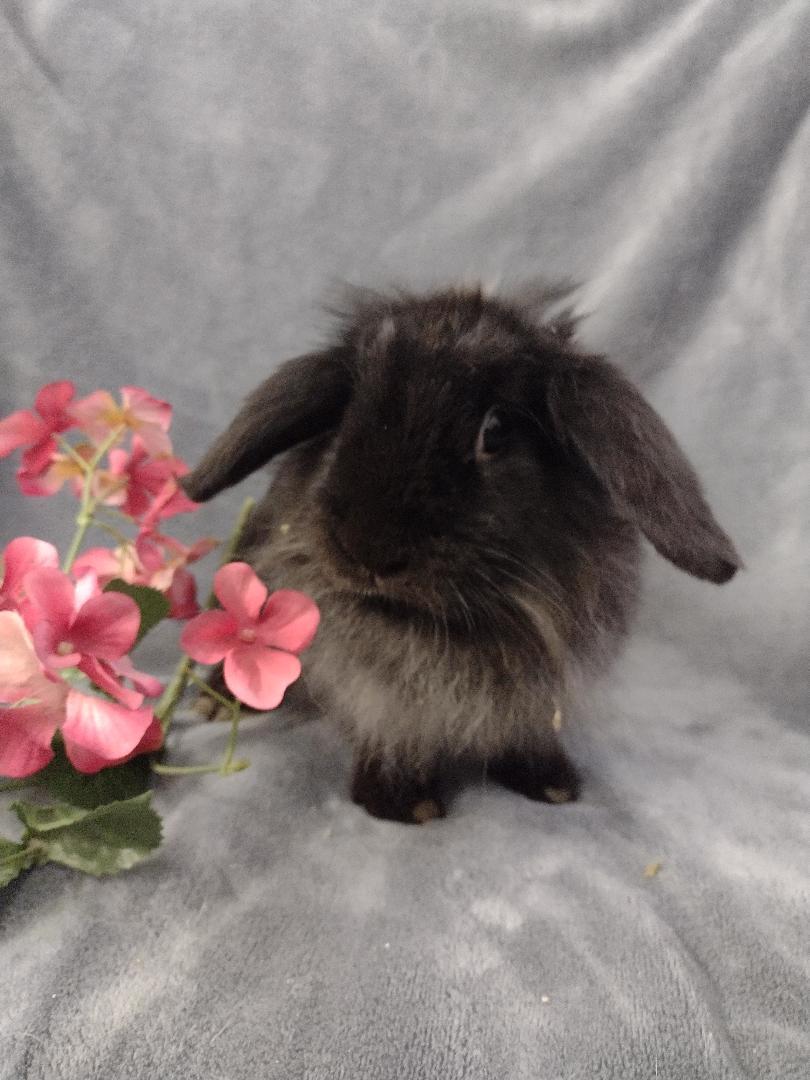 Bonita, adopted, Young Female Lop Eared & Lionhead.