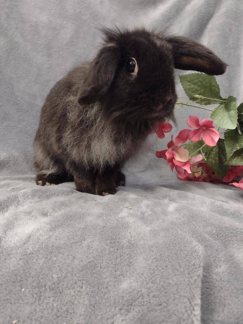 Enlarge Bonita, an adopted mixed breed in Plymouth, MI image 4/4