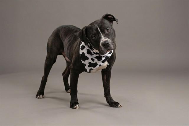 SQUINTS, Adoptable, Adult Male Pit Bull Terrier & Mixed Breed.