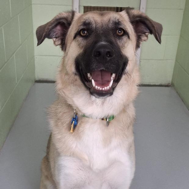 Enlarge Harper, a Adoptable mixed breed in Conway, NH image 2/6