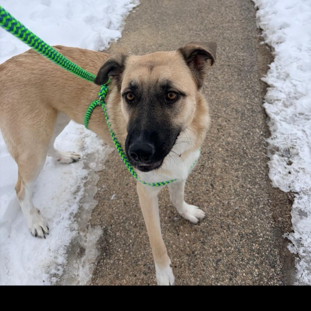 Enlarge Harper, a Adoptable mixed breed in Conway, NH image 5/6