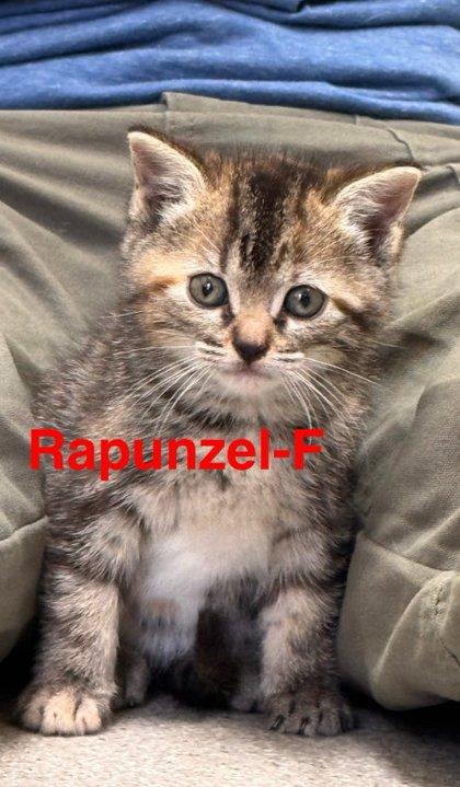 Rapunzel, Adoptable, Kitten Female Domestic Short Hair & Domestic Short Hair.