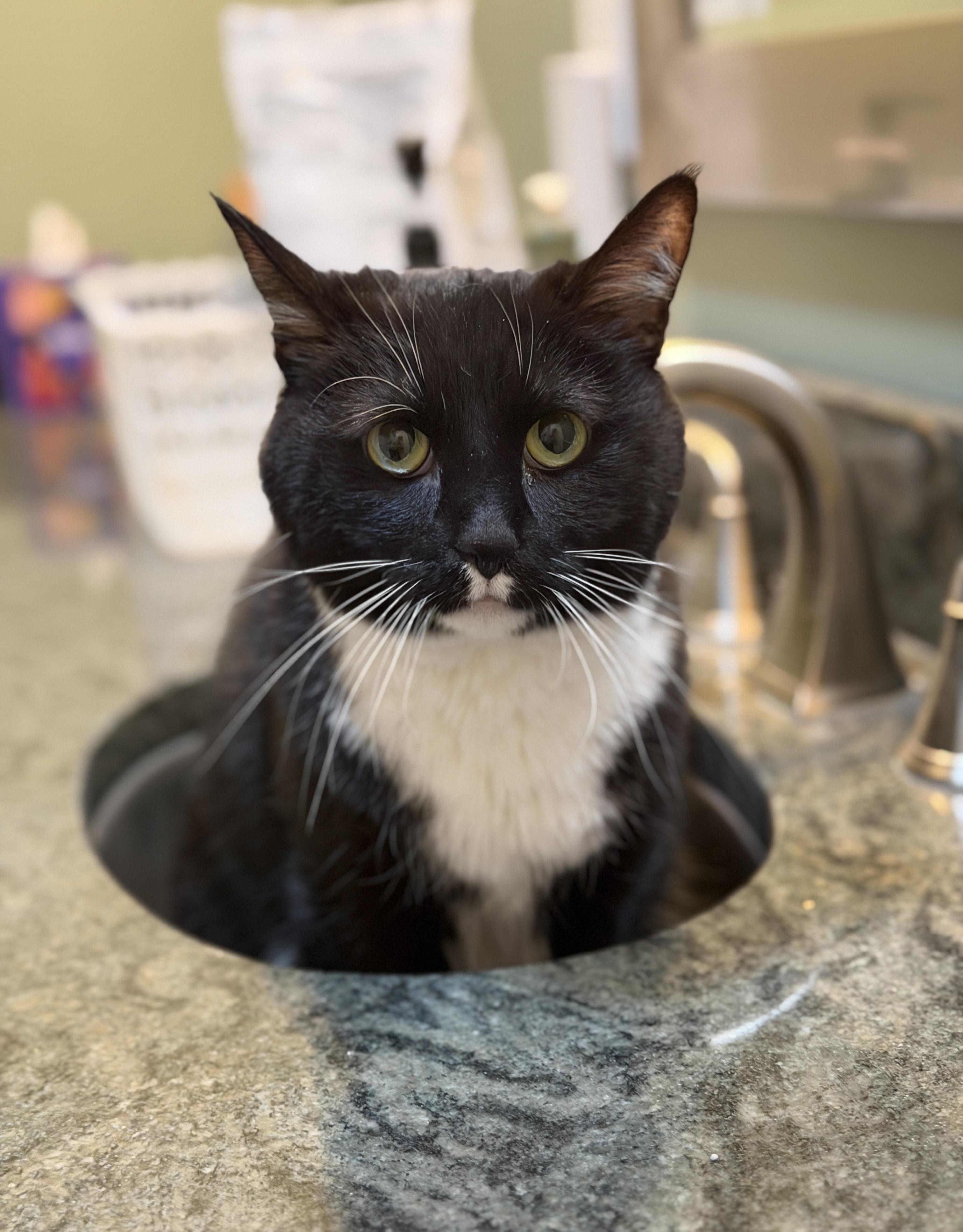 Ella Bella, Adoptable, Adult Female Tuxedo.