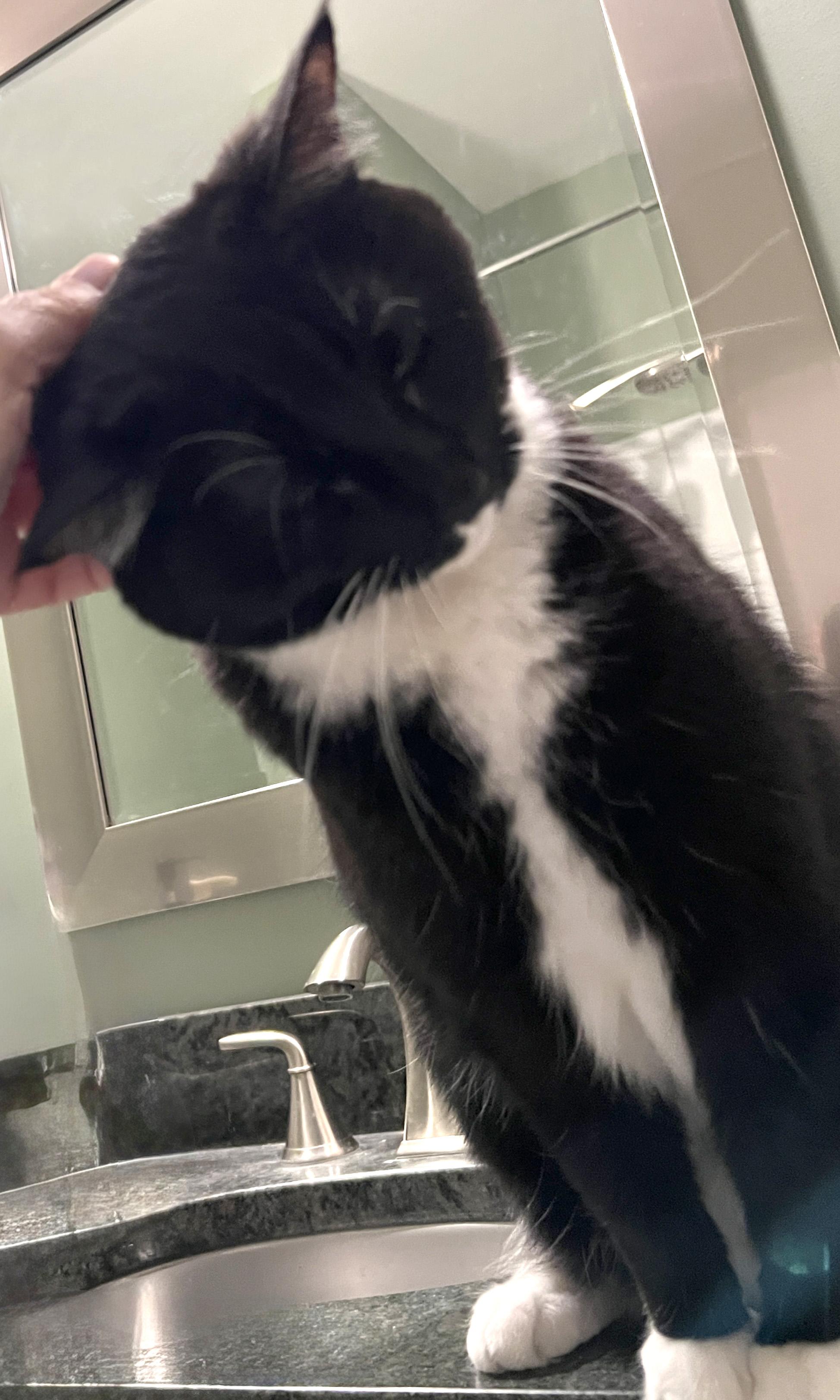 Enlarge Ella Bella, a Adoptable Tuxedo in Edina, MN image 4/6