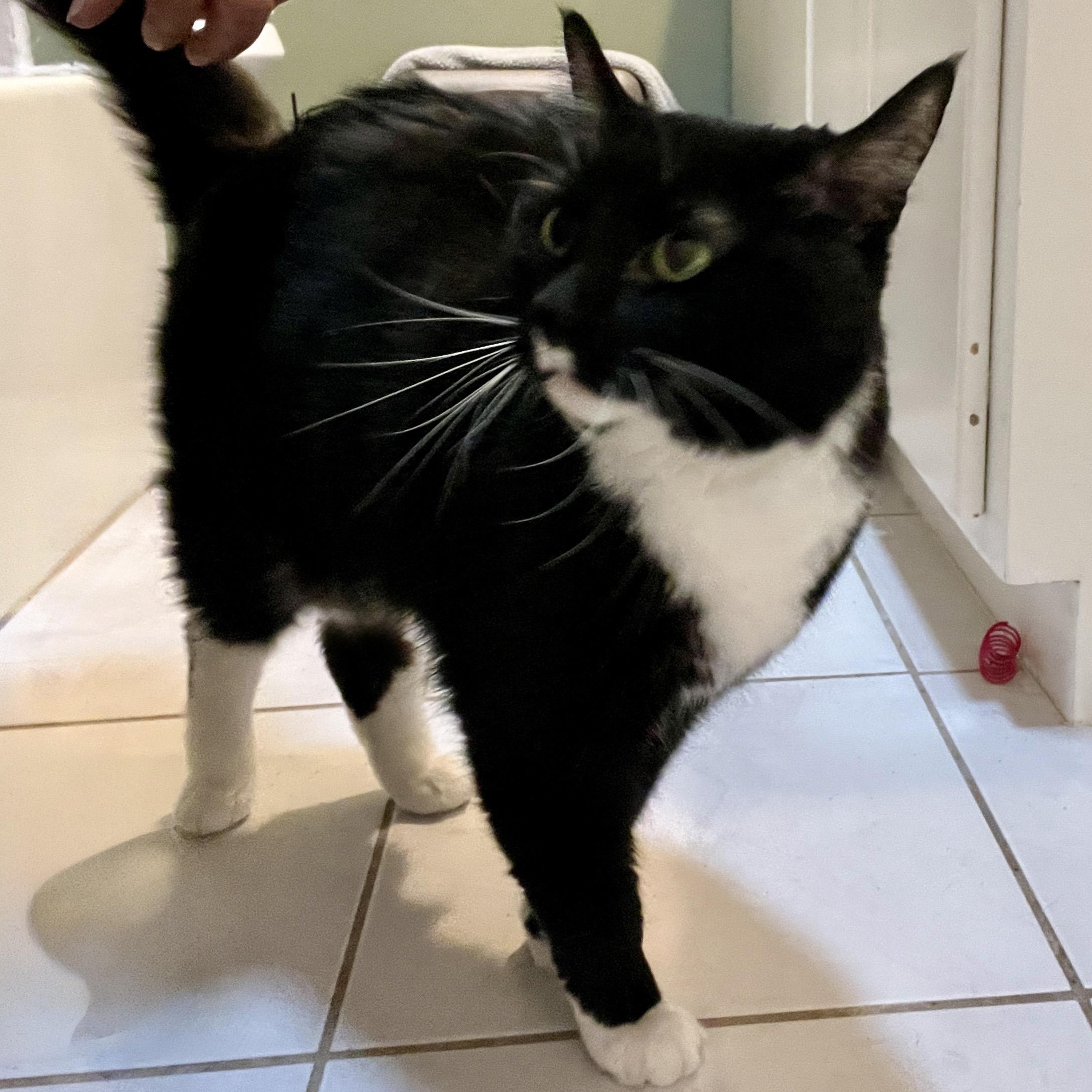 Enlarge Ella Bella, a Adoptable Tuxedo in Edina, MN image 2/6