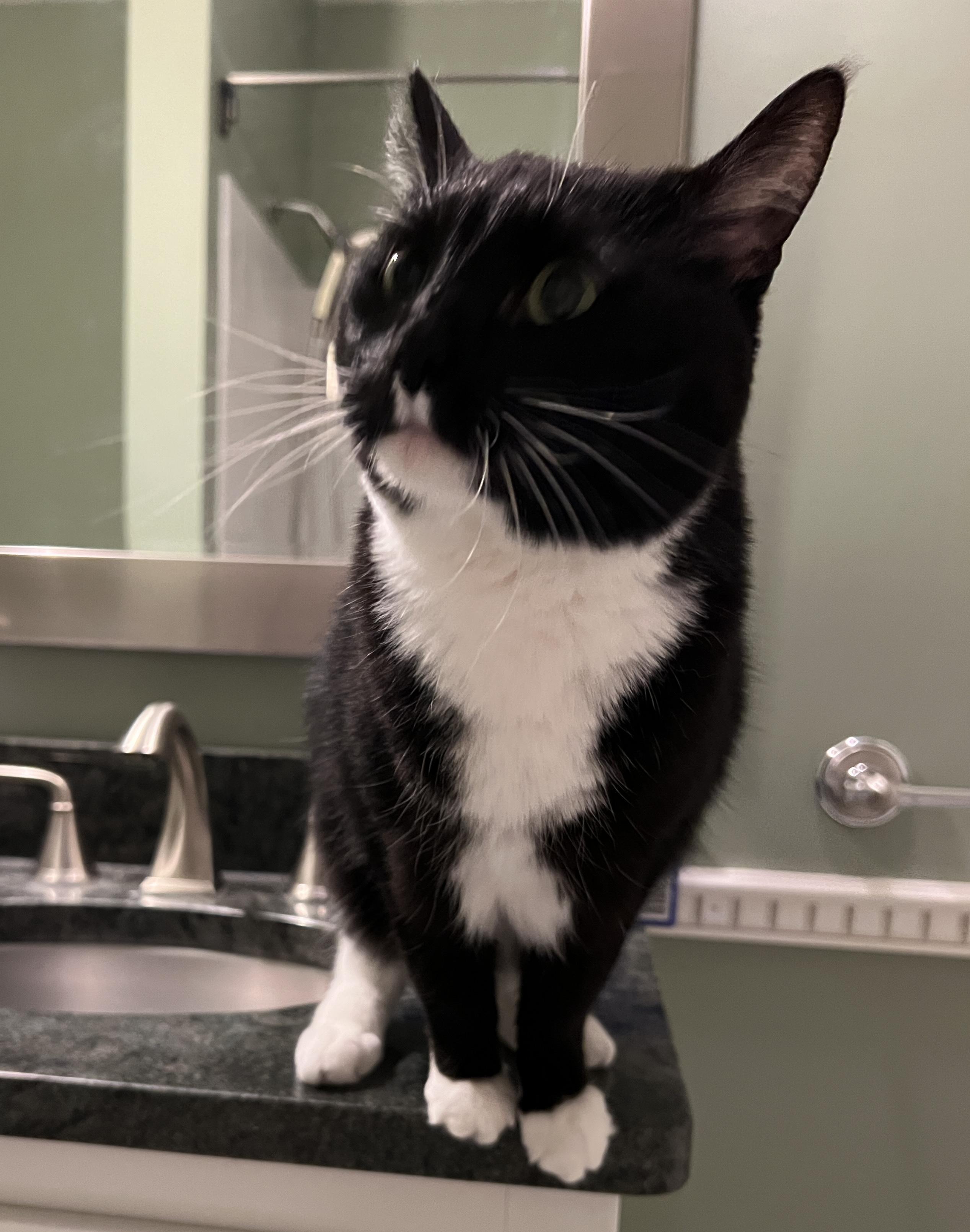 Enlarge Ella Bella, a Adoptable Tuxedo in Edina, MN image 3/6