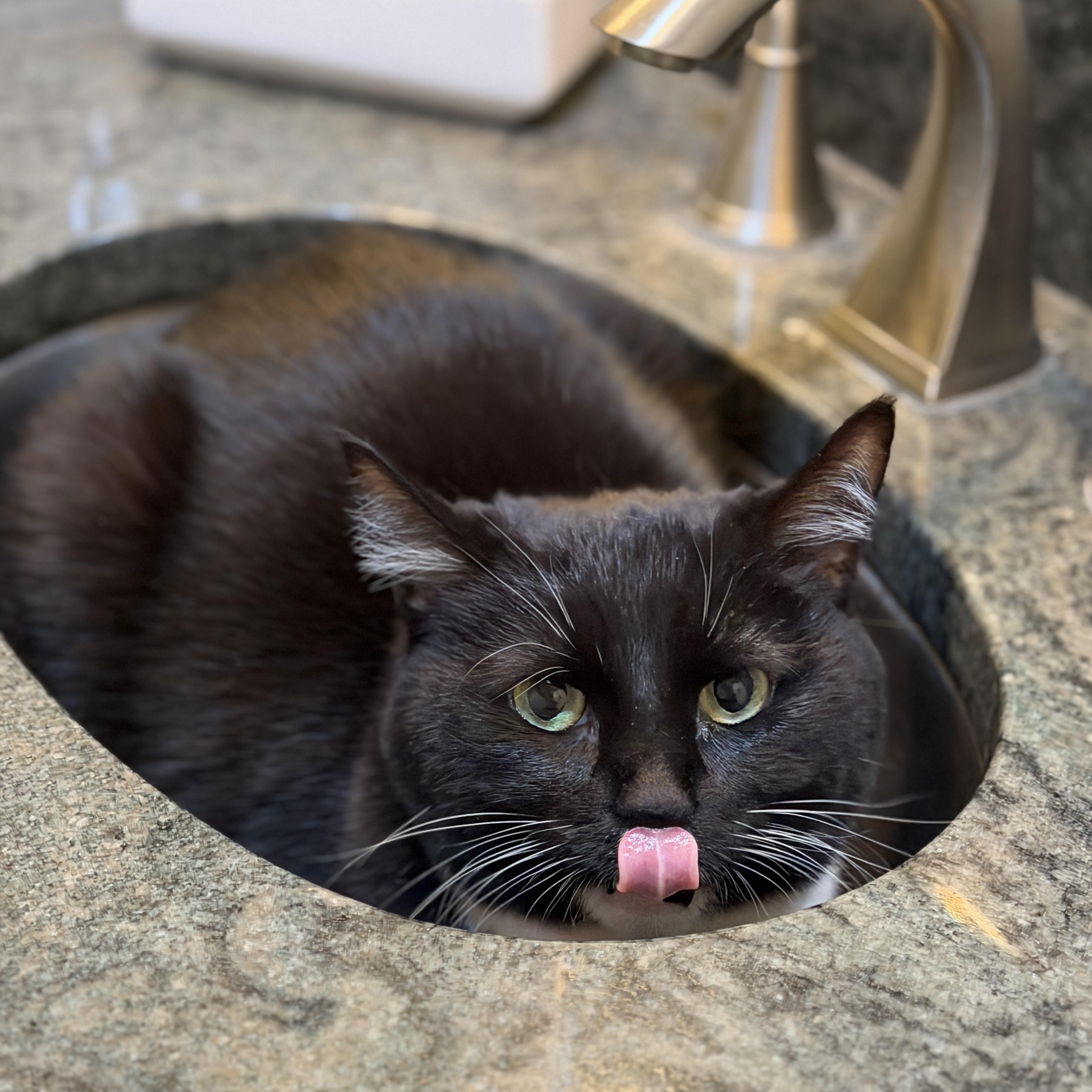 Enlarge Ella Bella, a Adoptable Tuxedo in Edina, MN image 6/6