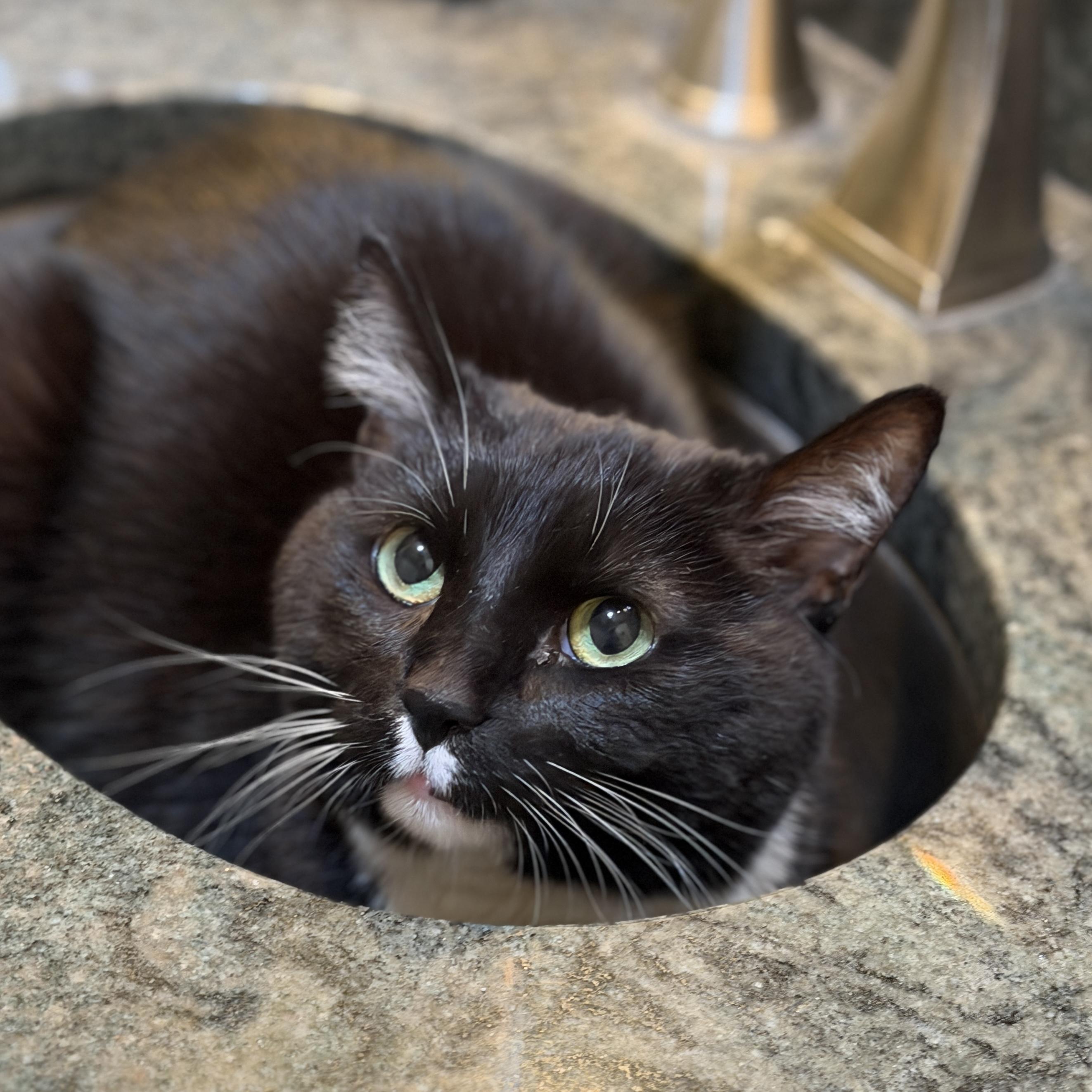 Enlarge Ella Bella, a Adoptable Tuxedo in Edina, MN image 5/6