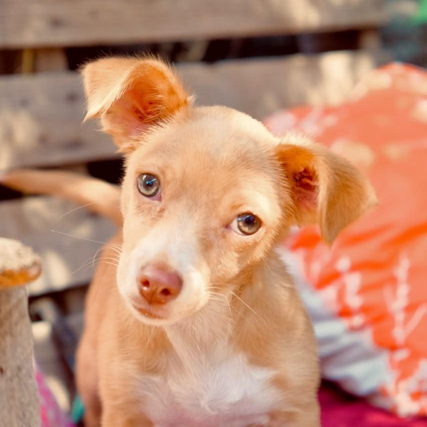 Enlarge Cherry, a Adoptable mixed breed in San Diego, CA image 2/2
