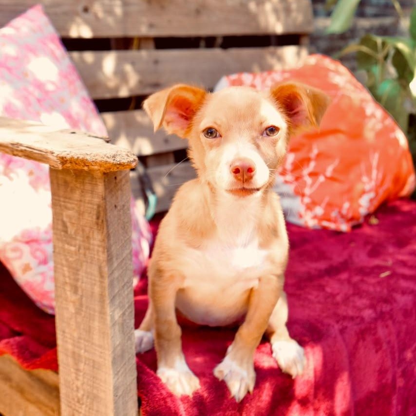 Enlarge Cherry, a Adoptable mixed breed in San Diego, CA image 1/2