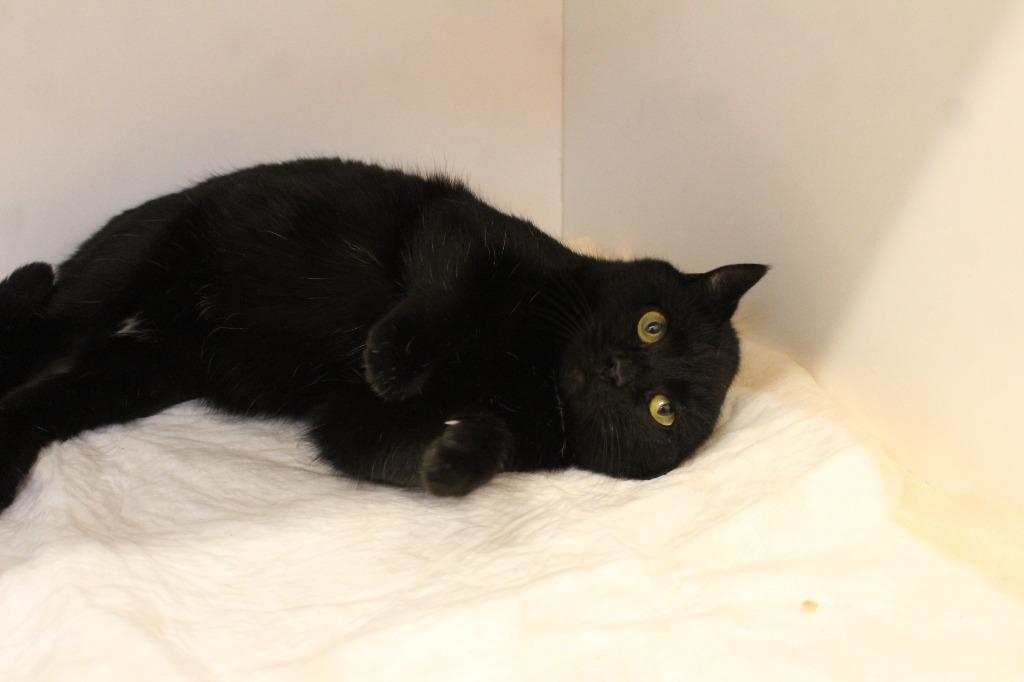 Headlights, a ADOPTABLE Domestic Short Hair in Chestertown, MD image 4/4