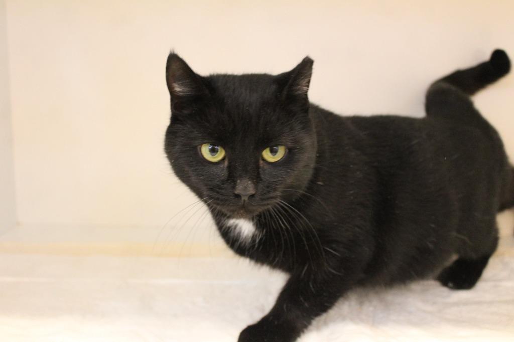 Headlights, a ADOPTABLE Domestic Short Hair in Chestertown, MD image 2/4