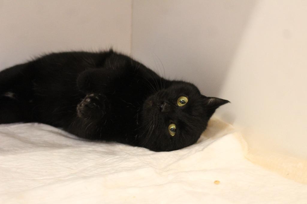 Headlights, a ADOPTABLE Domestic Short Hair in Chestertown, MD image 3/4