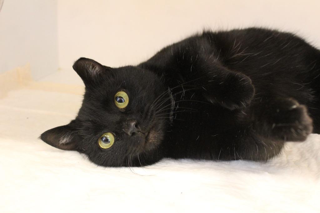 Headlights, ADOPTABLE, Adult Female Domestic Short Hair.