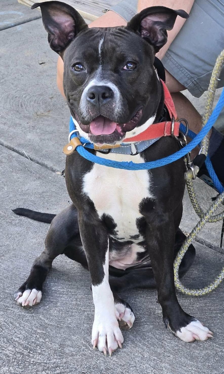 Bluebell, a ADOPTABLE Mixed Breed in McKeesport, PA image 3/5