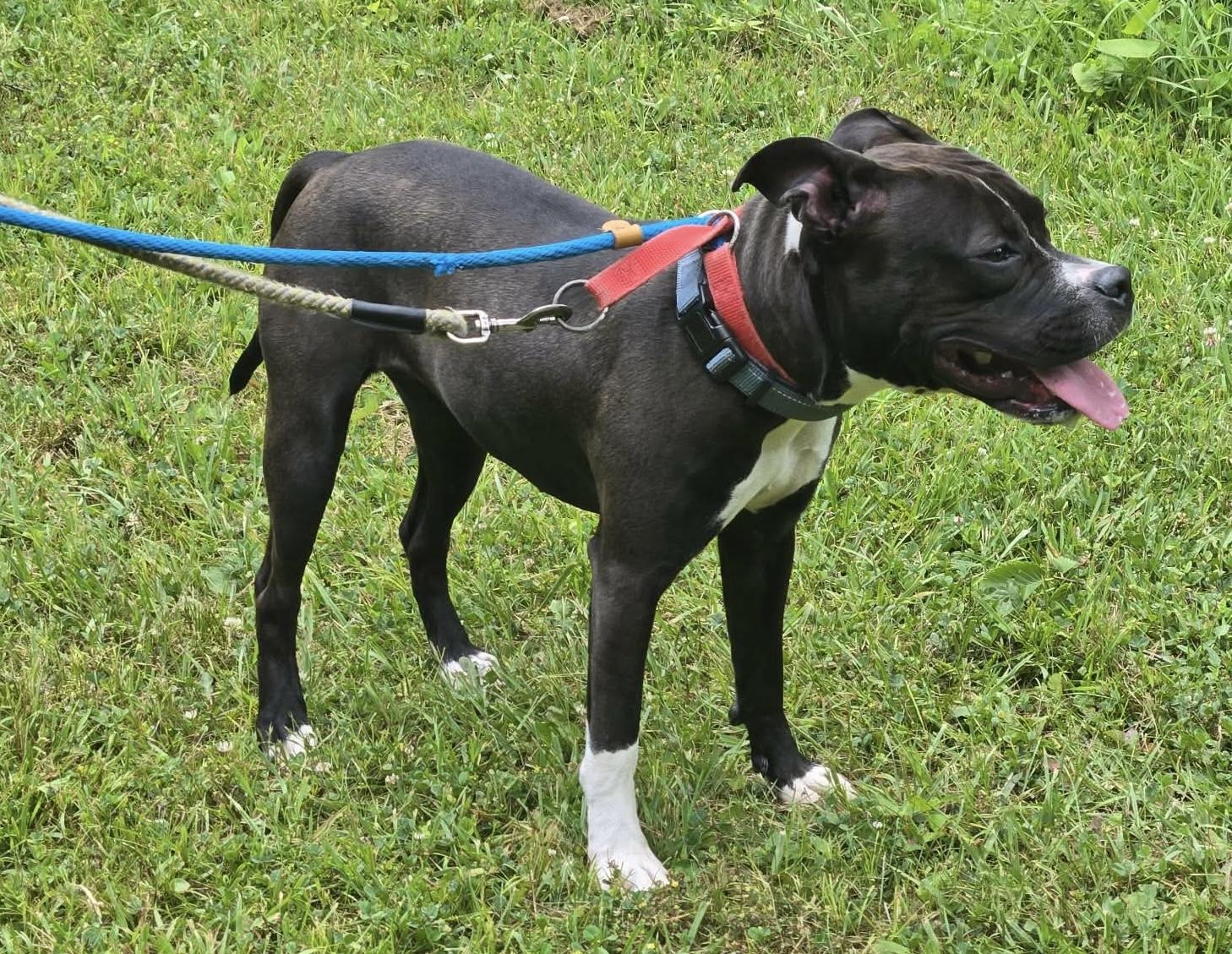 Bluebell, a ADOPTABLE Mixed Breed in McKeesport, PA image 4/5