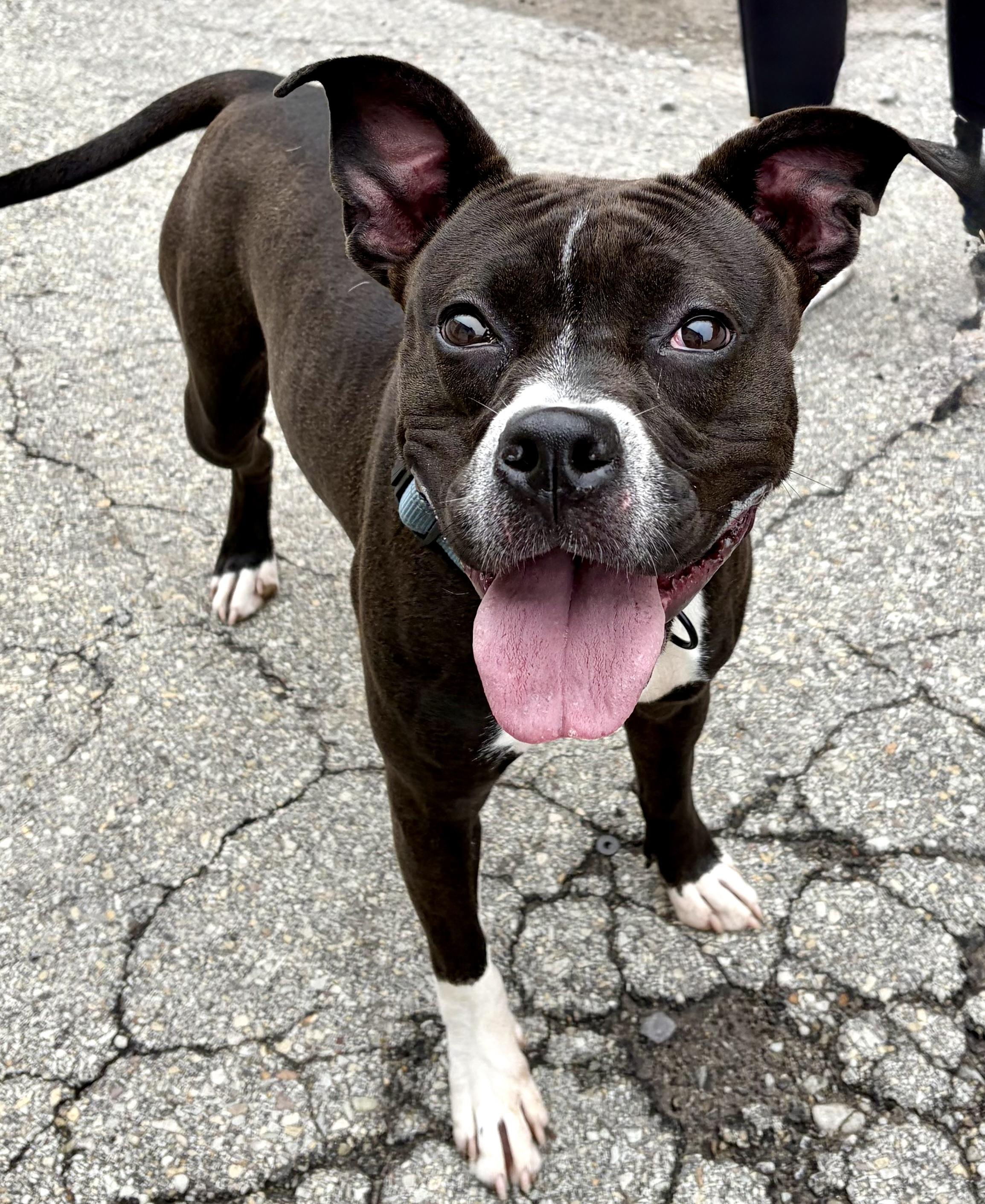 Enlarge Bluebell, a ADOPTABLE Mixed Breed in McKeesport, PA image 5/5