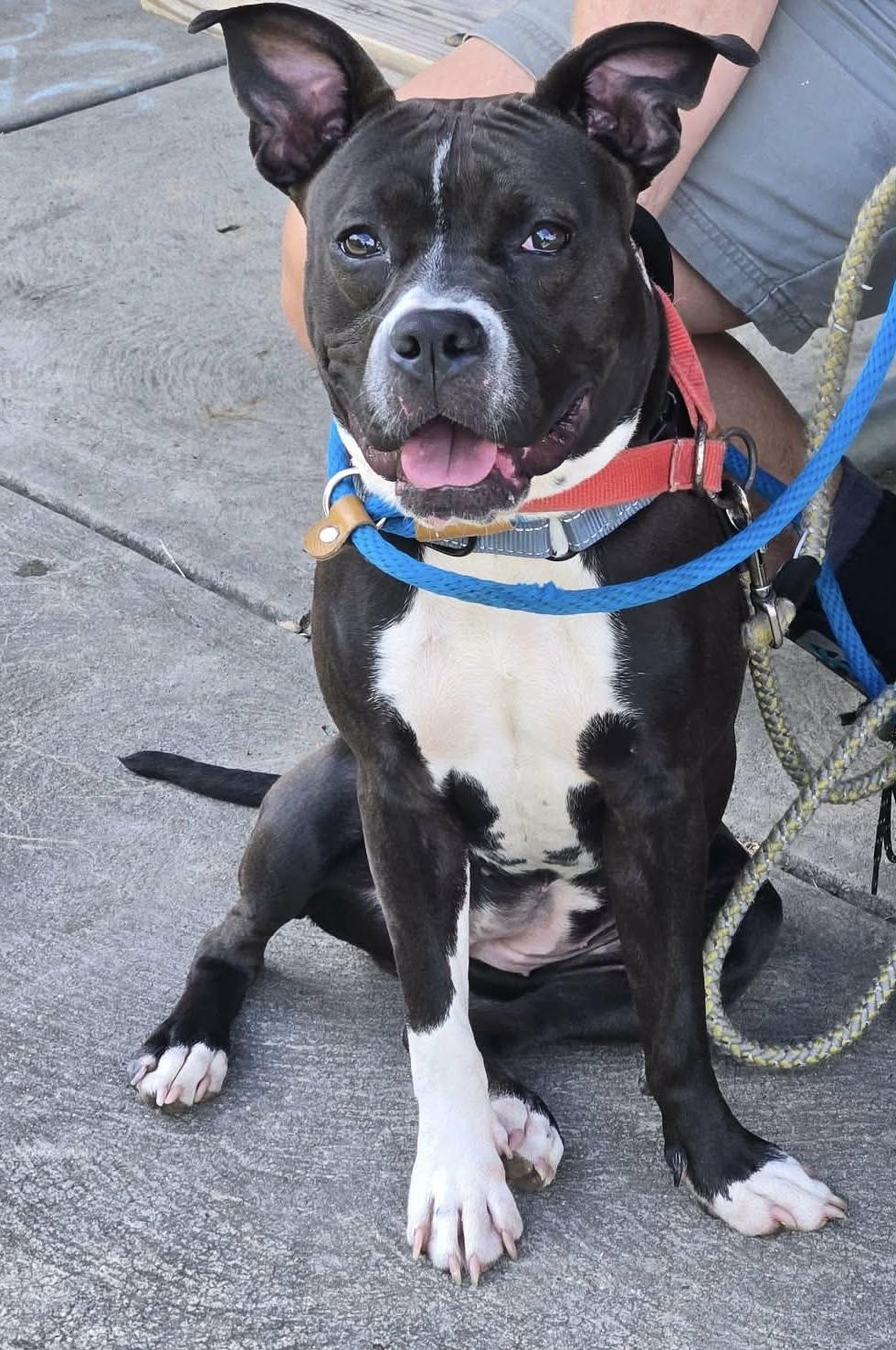 Bluebell, a ADOPTABLE Mixed Breed in McKeesport, PA image 2/5