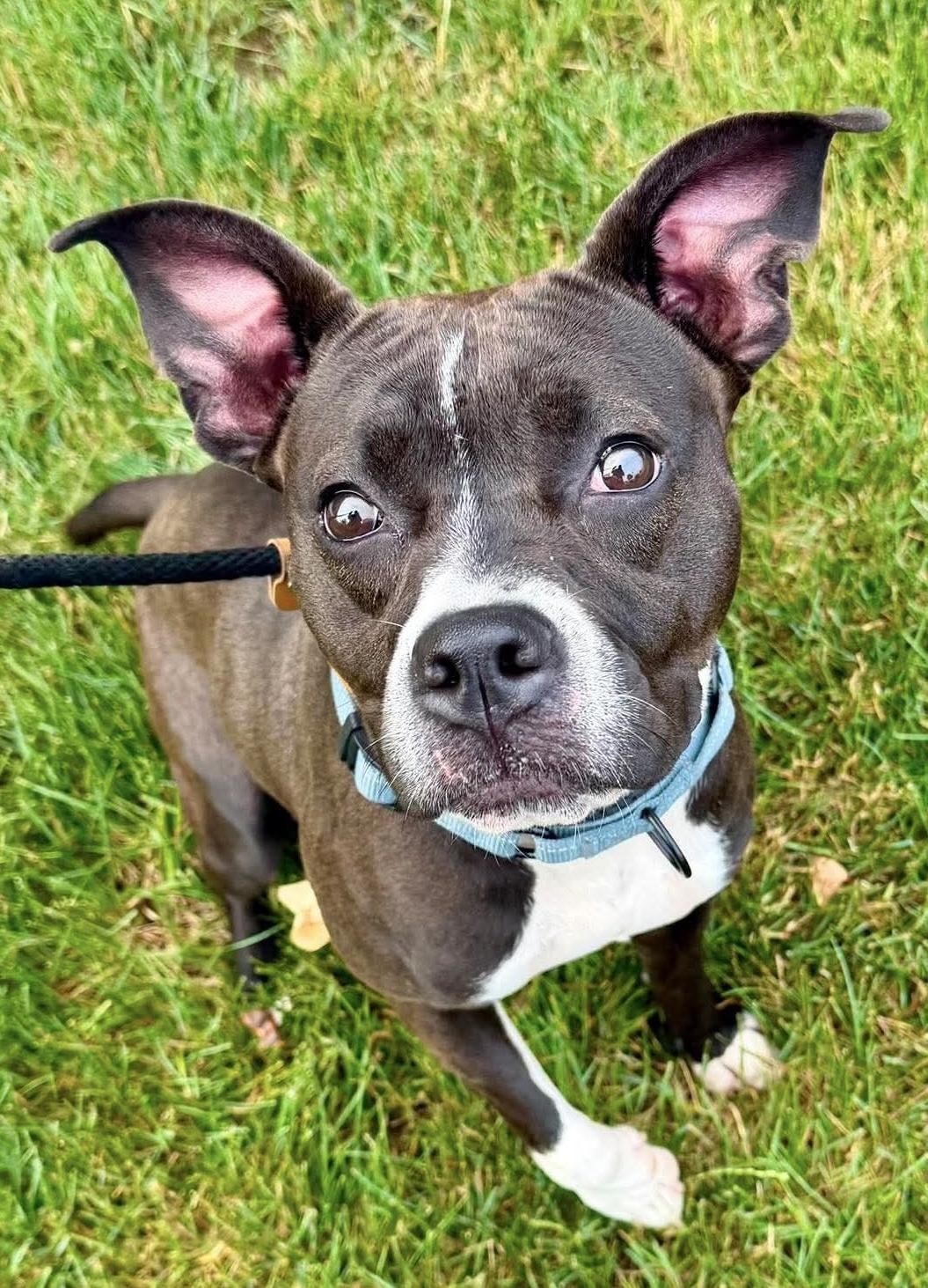 Bluebell, a ADOPTABLE Mixed Breed in McKeesport, PA image 1/5