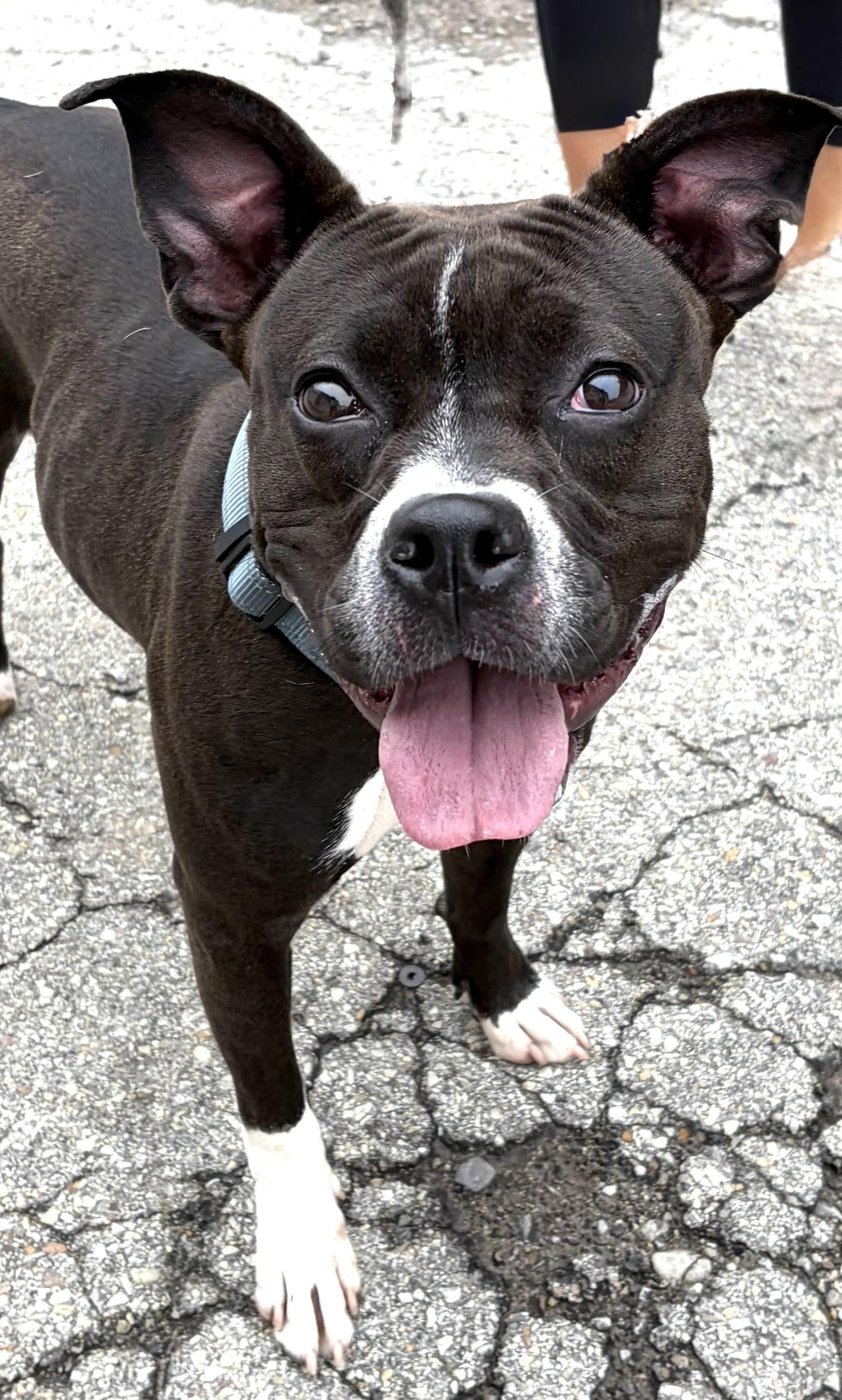 Enlarge Bluebell, a ADOPTABLE Mixed Breed in McKeesport, PA image 3/5
