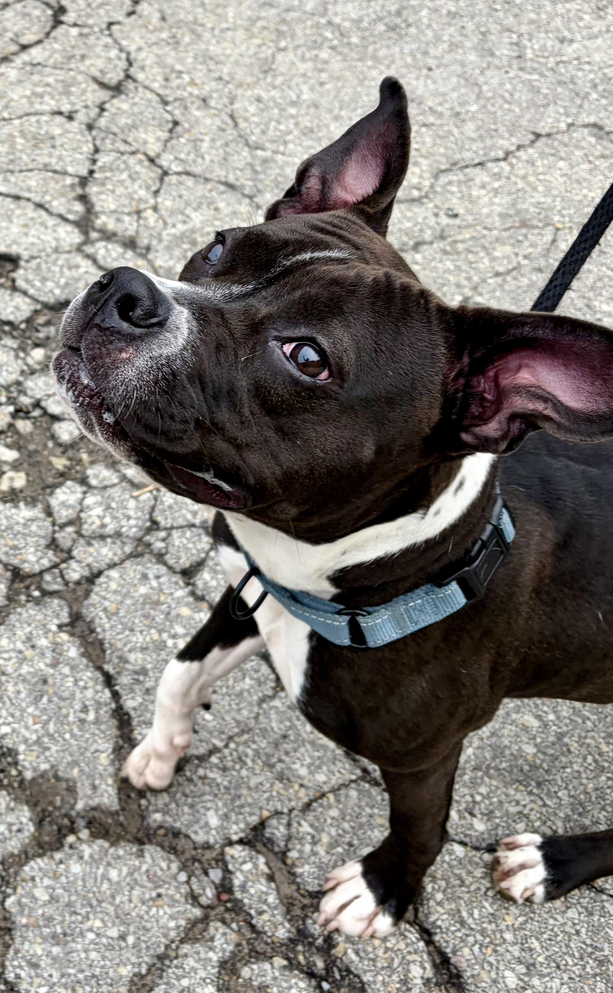 Enlarge Bluebell, a ADOPTABLE Mixed Breed in McKeesport, PA image 4/5
