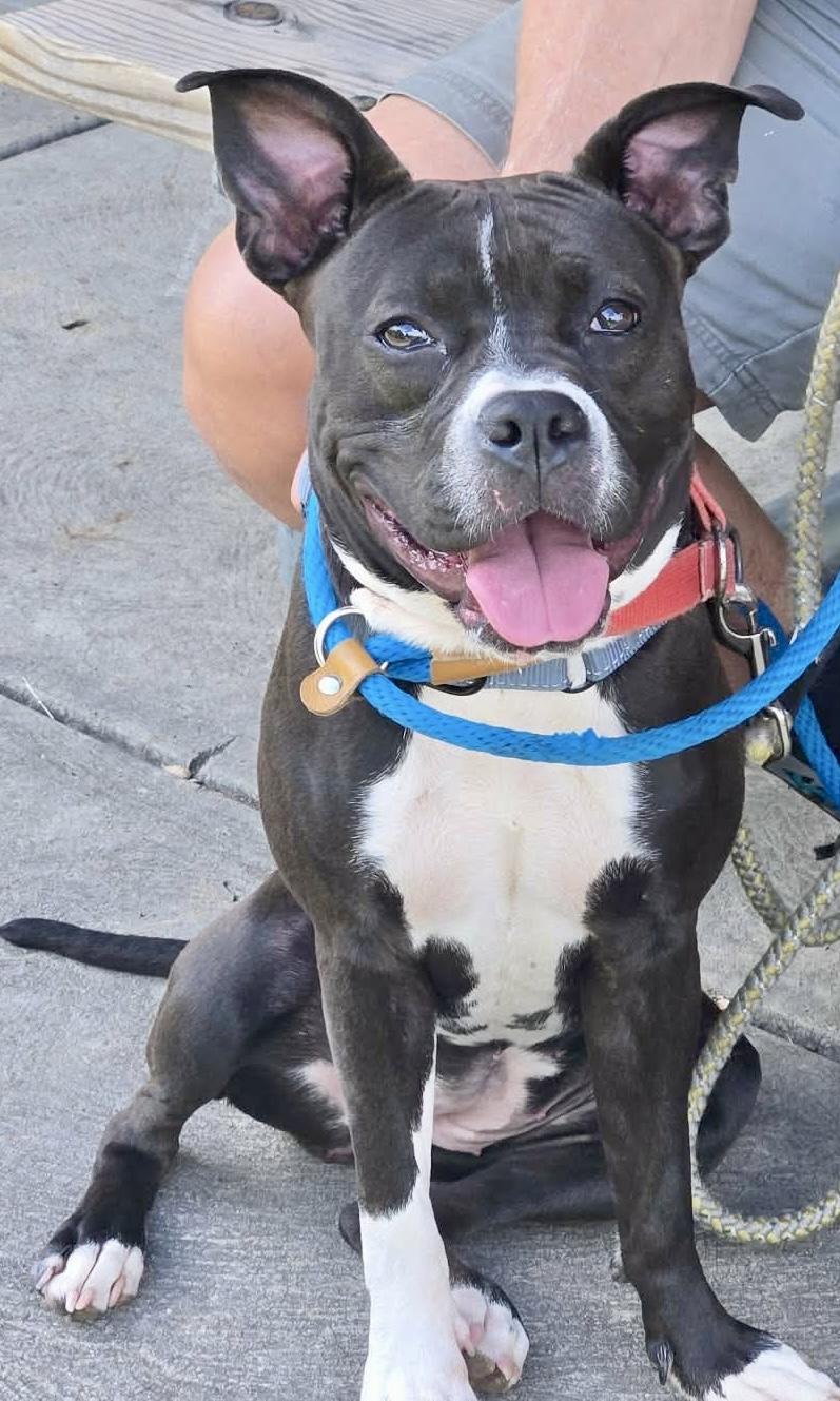 Bluebell, a ADOPTABLE Mixed Breed in McKeesport, PA image 5/5