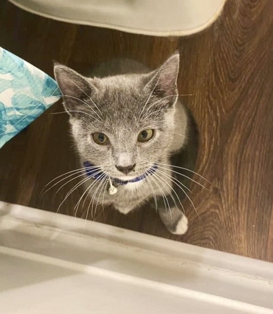 Dixie, a Adoptable Domestic Short Hair in Trinity, NC image 2/2