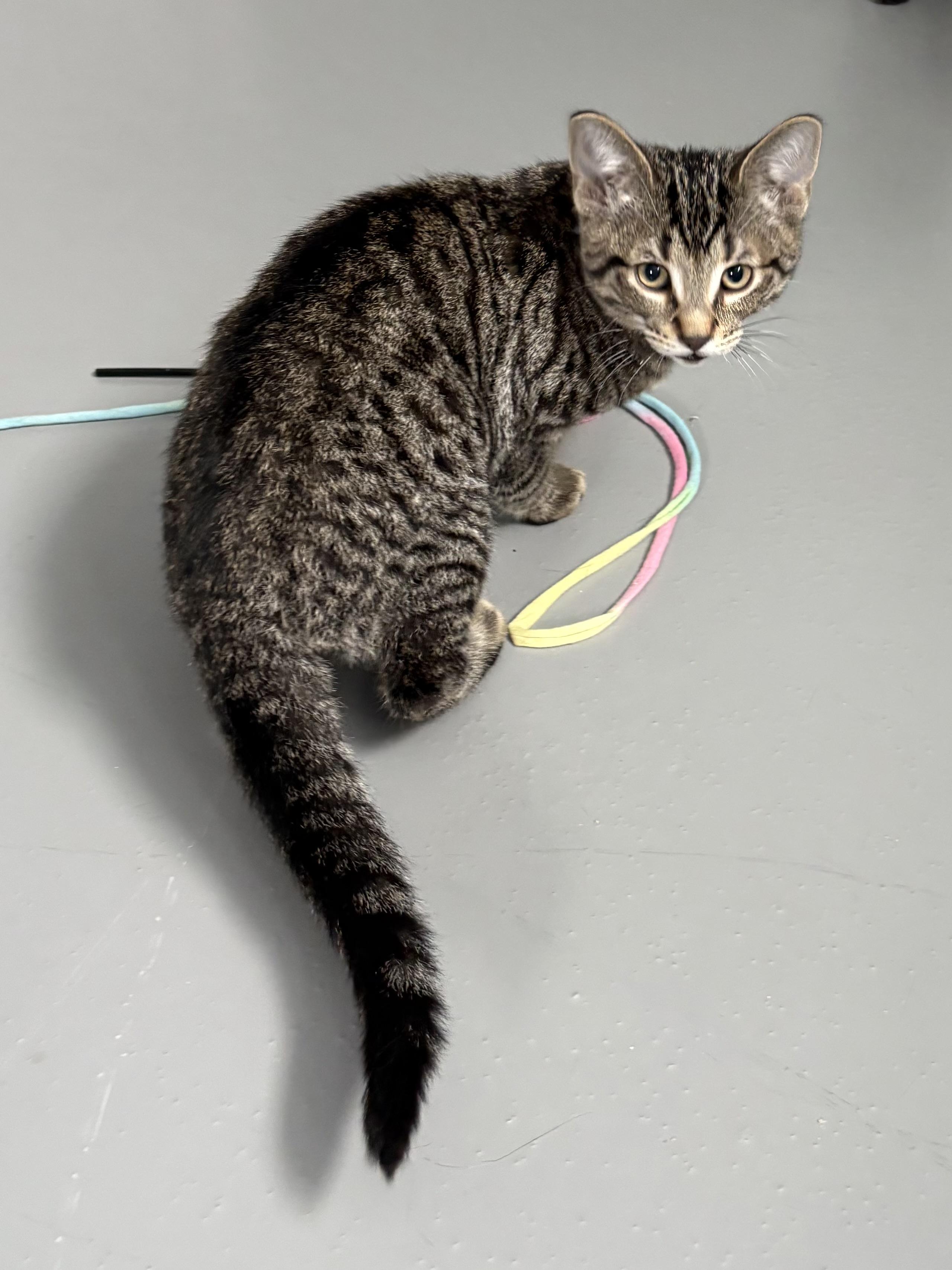 Diego, ADOPTABLE, Young Male American Shorthair.