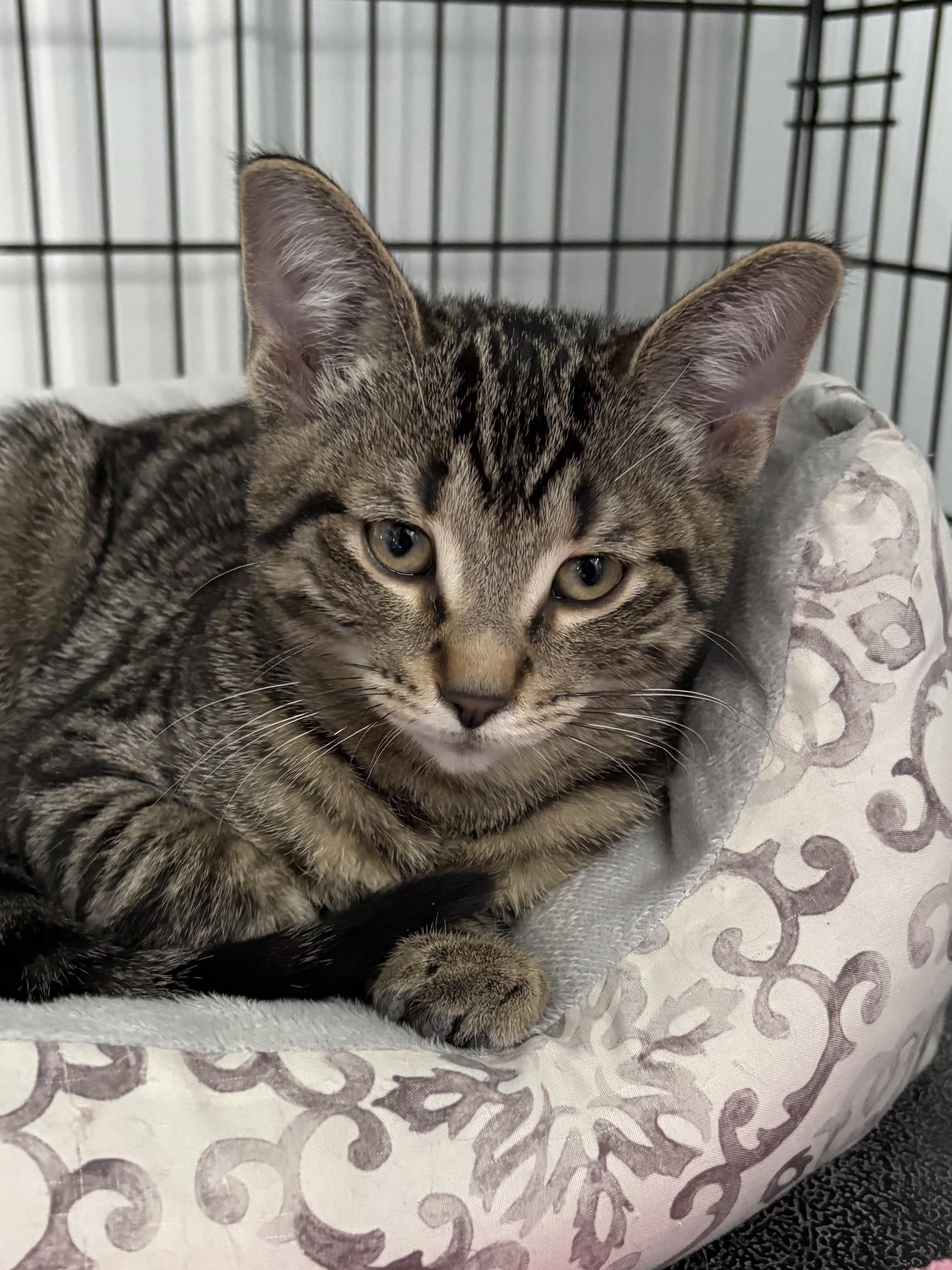 Diego, a ADOPTABLE American Shorthair in Big Rapids, MI image 2/2