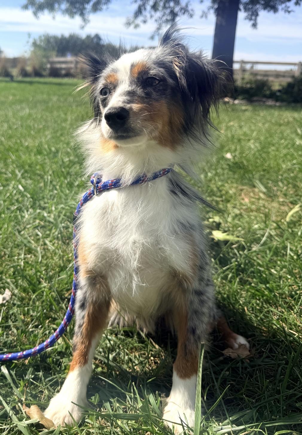 Enlarge Mika, a Adoptable Australian Shepherd in Louisburg, KS image 5/5